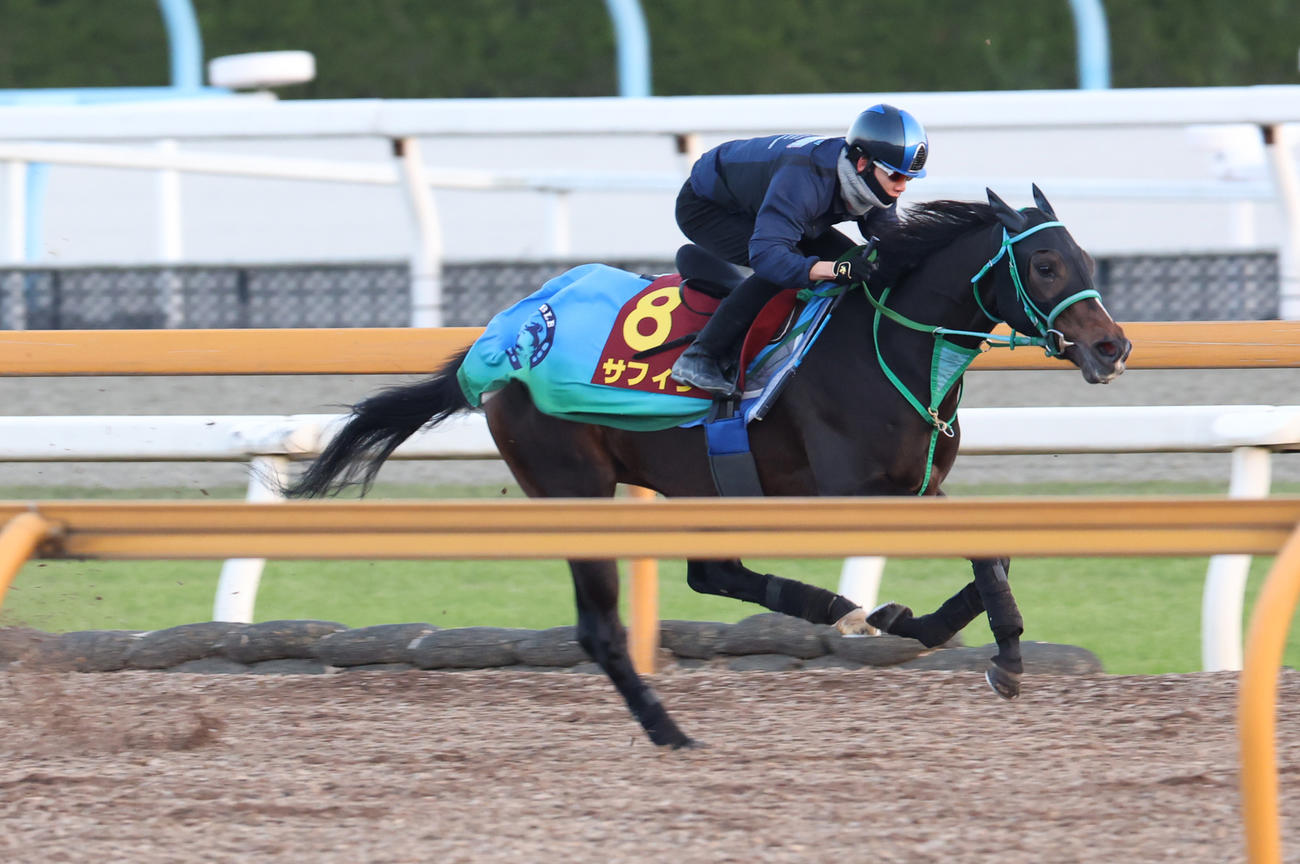松山騎手を背にCウッドで追い切るサフィラ　