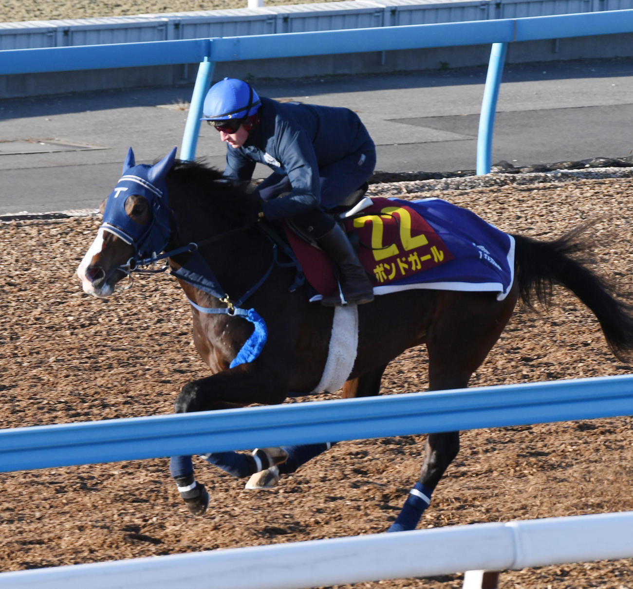 マーカンド騎手を背にボンドガールはウッドチップで追い切る（撮影・柴田隆二）