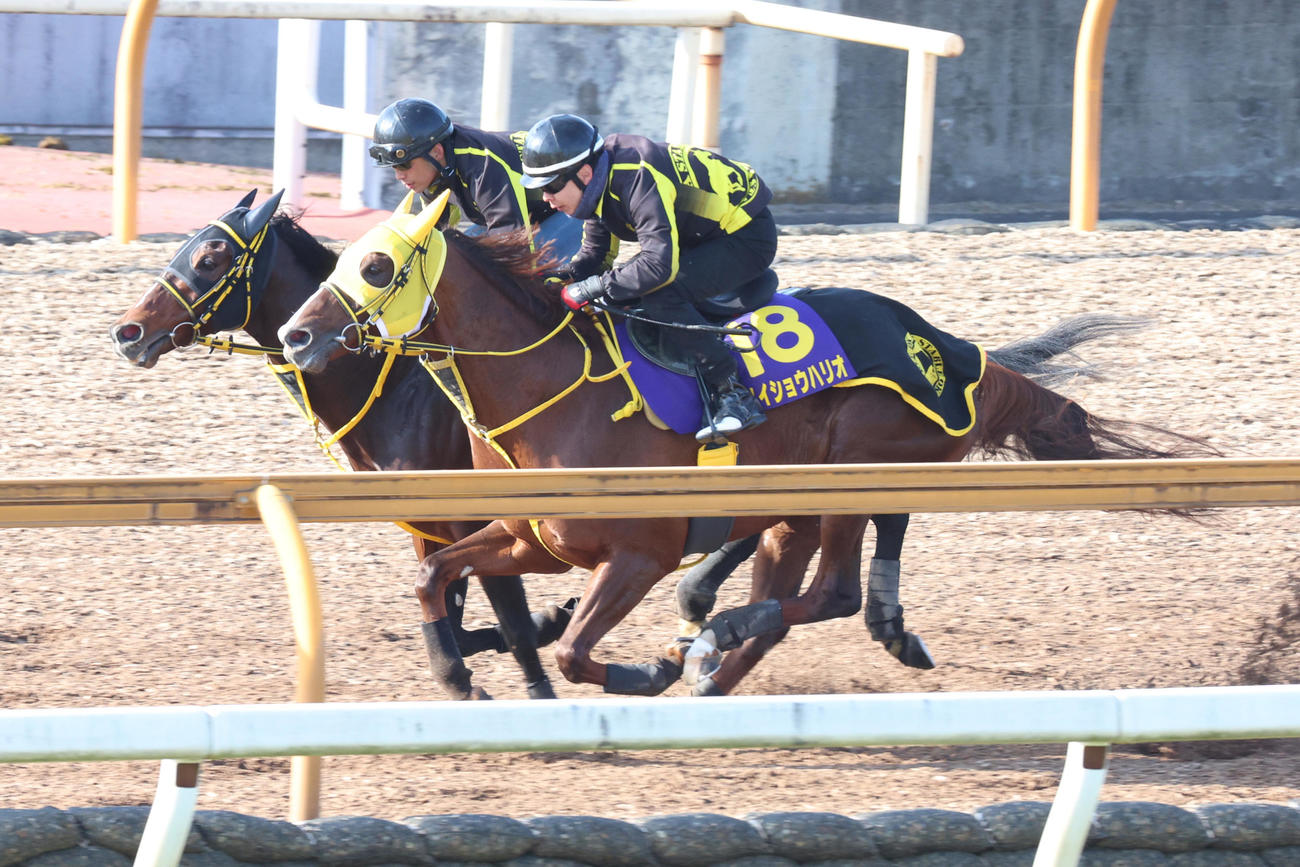 テーオーロイヤル（左）とCウッドで併せたメイショウハリオ