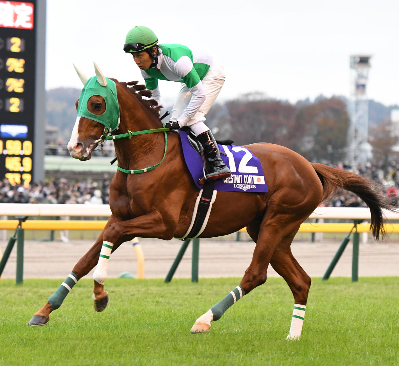 ジャパンC、本馬場に入場したチェスナットコートと田辺騎手（2023年11月26日撮影）