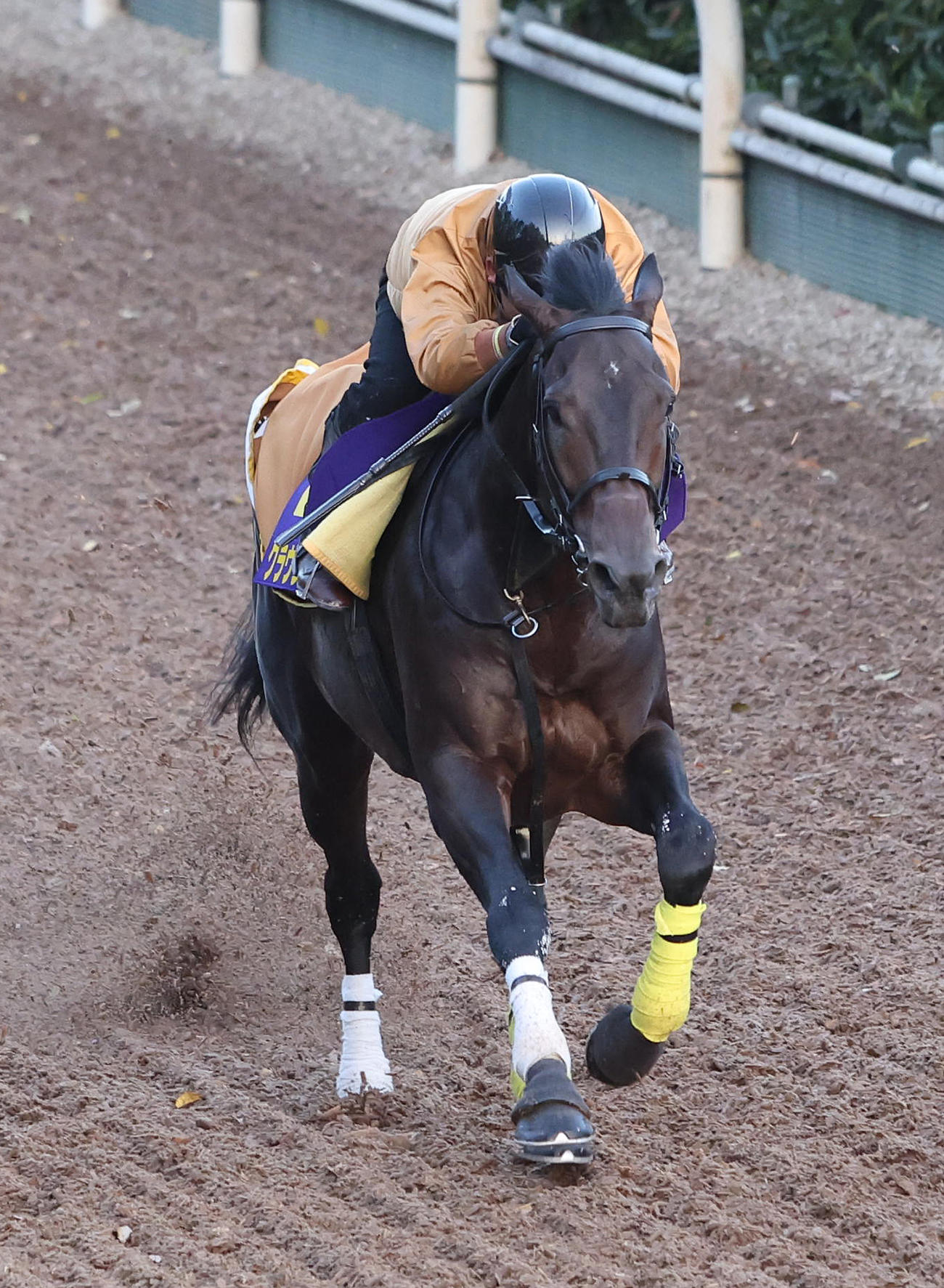 坂路で単走で追い切るクラウンプライド（撮影・白石智彦）