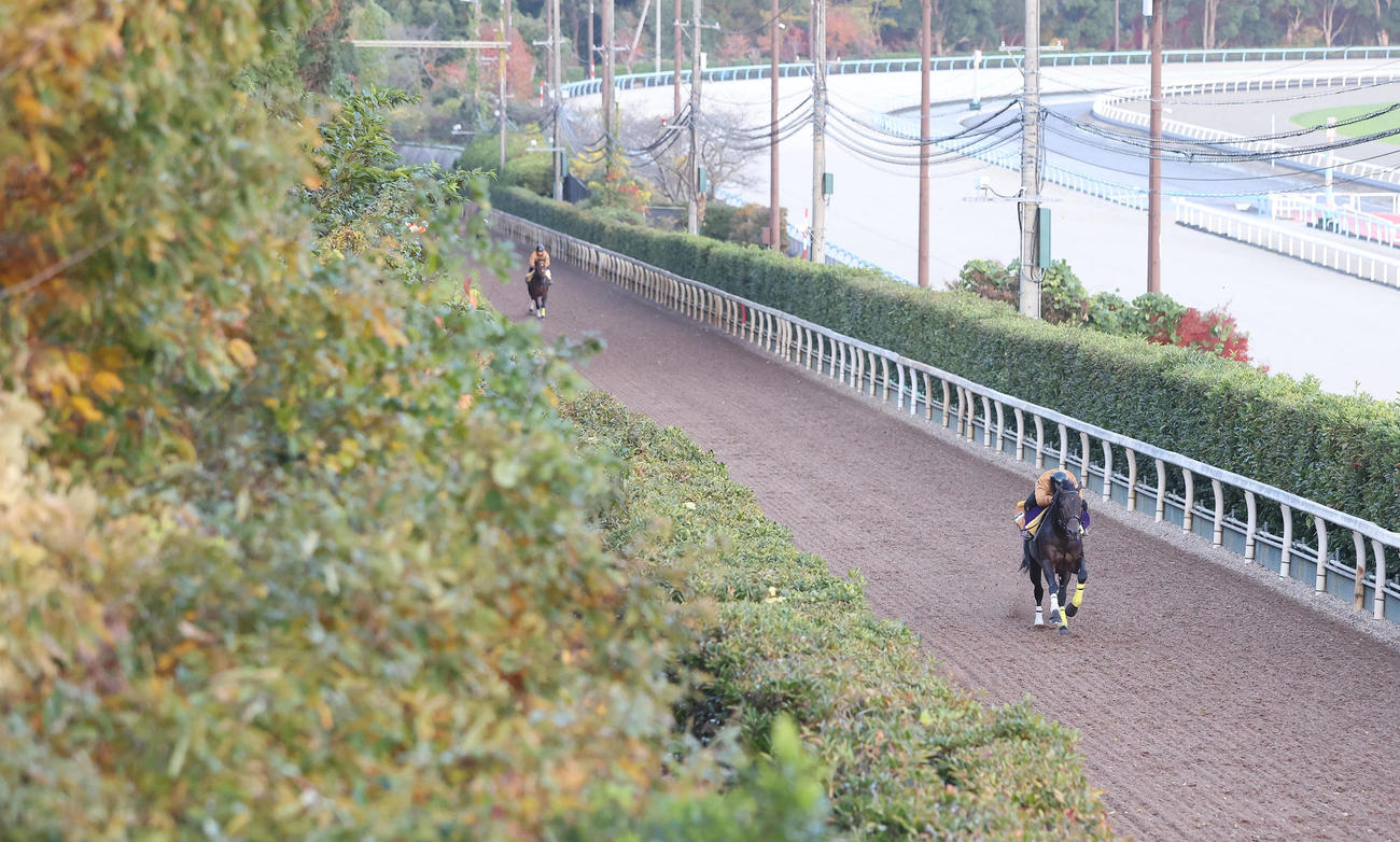 坂路で単走で追い切るクラウンプライド（撮影・白石智彦）