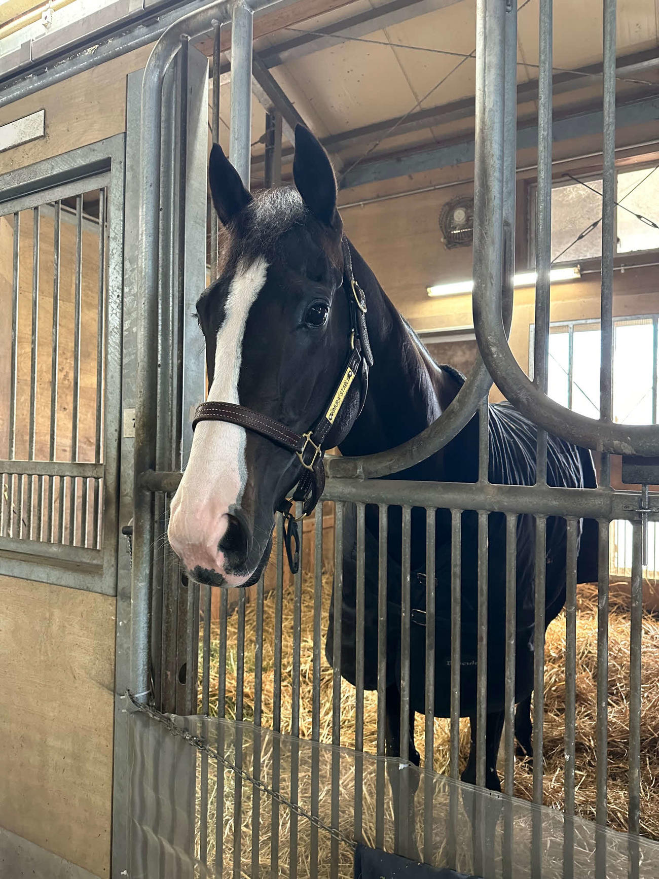 ジャパンCを制したイクイノックスは馬房で静養