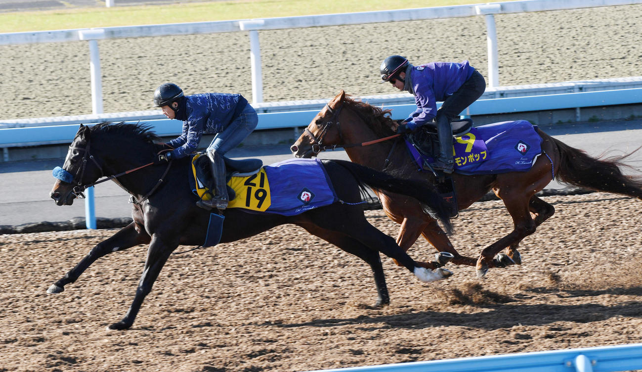 レモンポップ（右）はロードミッドナイトと併せて追い切る（撮影・柴田隆二）