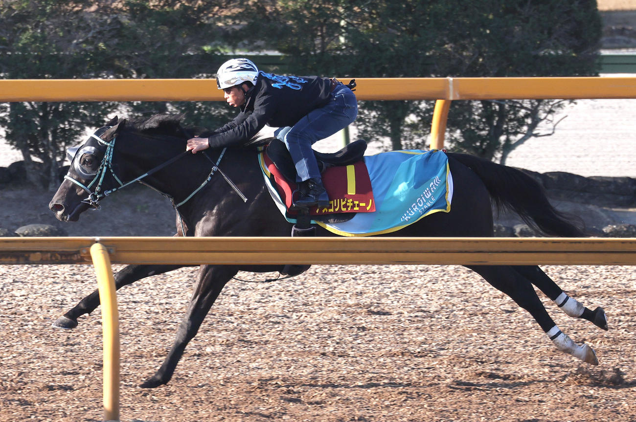 北村宏騎手を背にCウッドを併せ馬で追い切るアスコリピチェー（撮影・白石智彦）