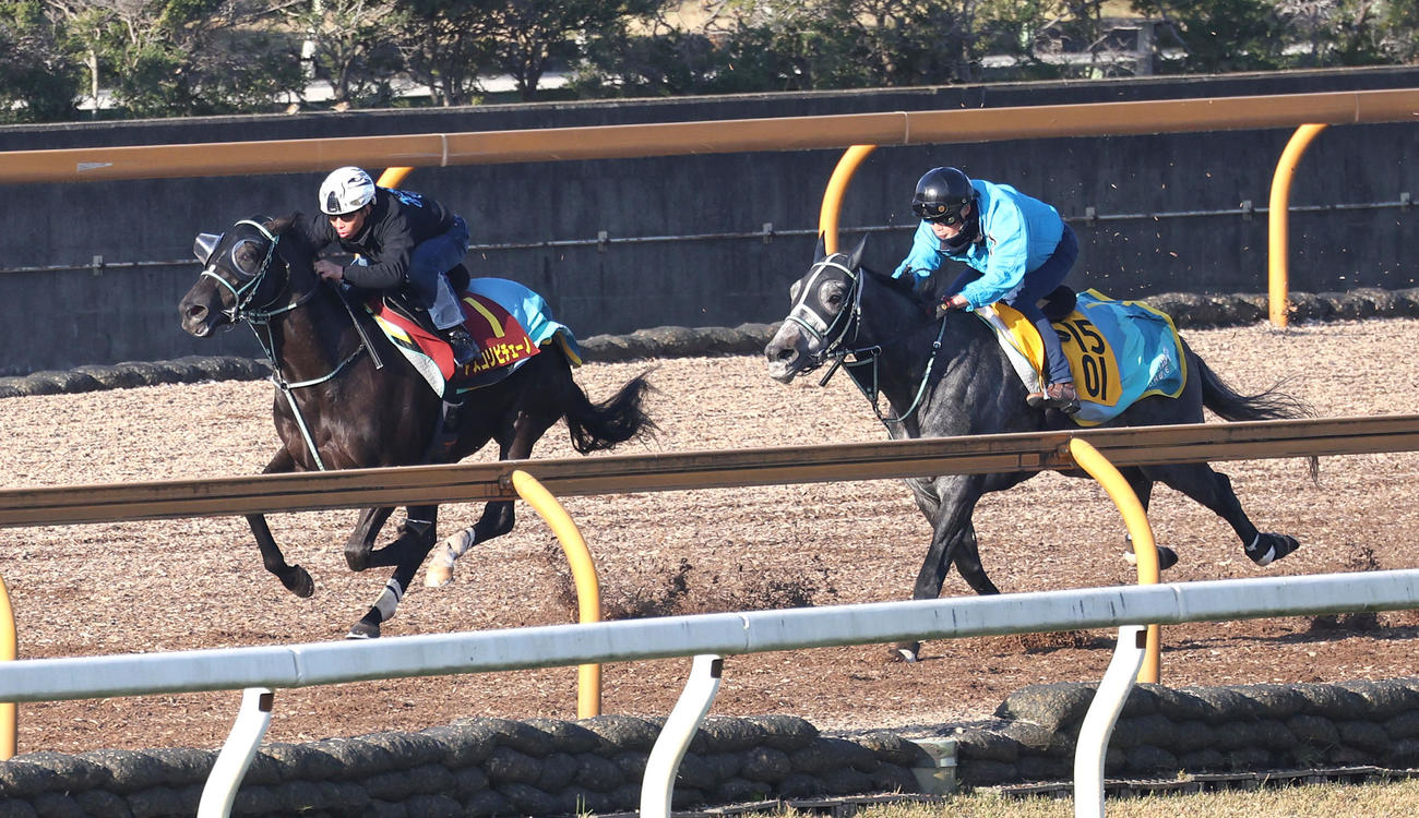 北村宏騎手を背にアスコリピチェー（左）はCウッドをフェブランシェと併せ馬で追い切る（撮影・白石智彦）