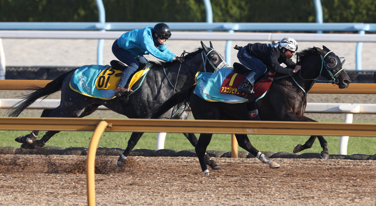 北村宏騎手を背にCWコースにて併せ馬で追い切るアスコリピチェーノ（右）