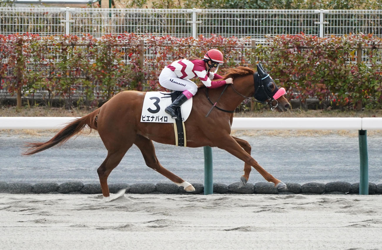 中京2R、1着3番ピエナパイロ（撮影・森本幸一）