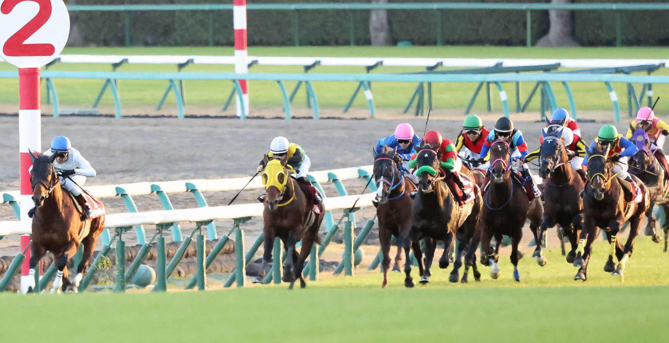 ステイヤーズS2着に敗れたテーオーロイヤル（右端）。左端は勝ったアイアンバローズ（撮影・丹羽敏通）