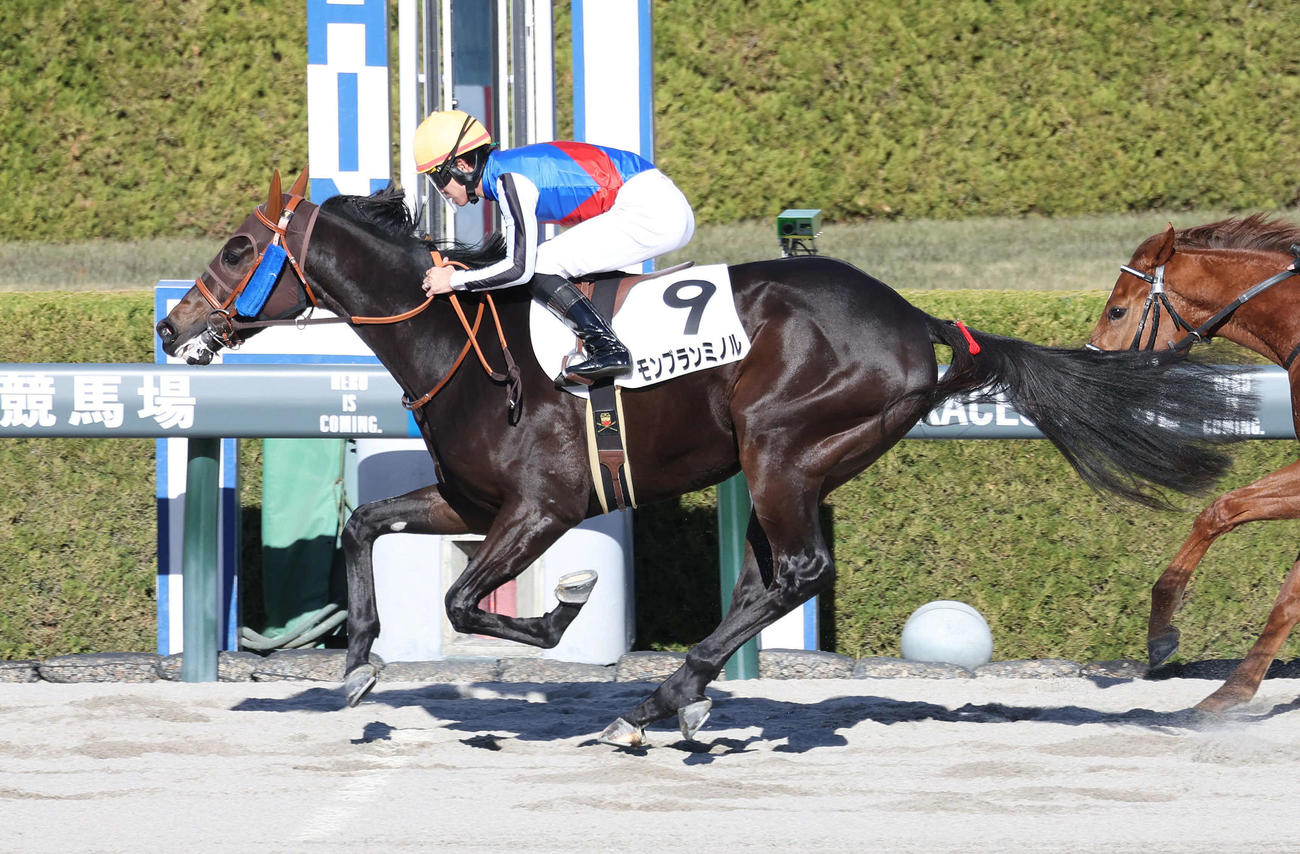 阪神6R、直線抜け出して新馬戦を制したモンブランミノル（撮影・白石智彦）
