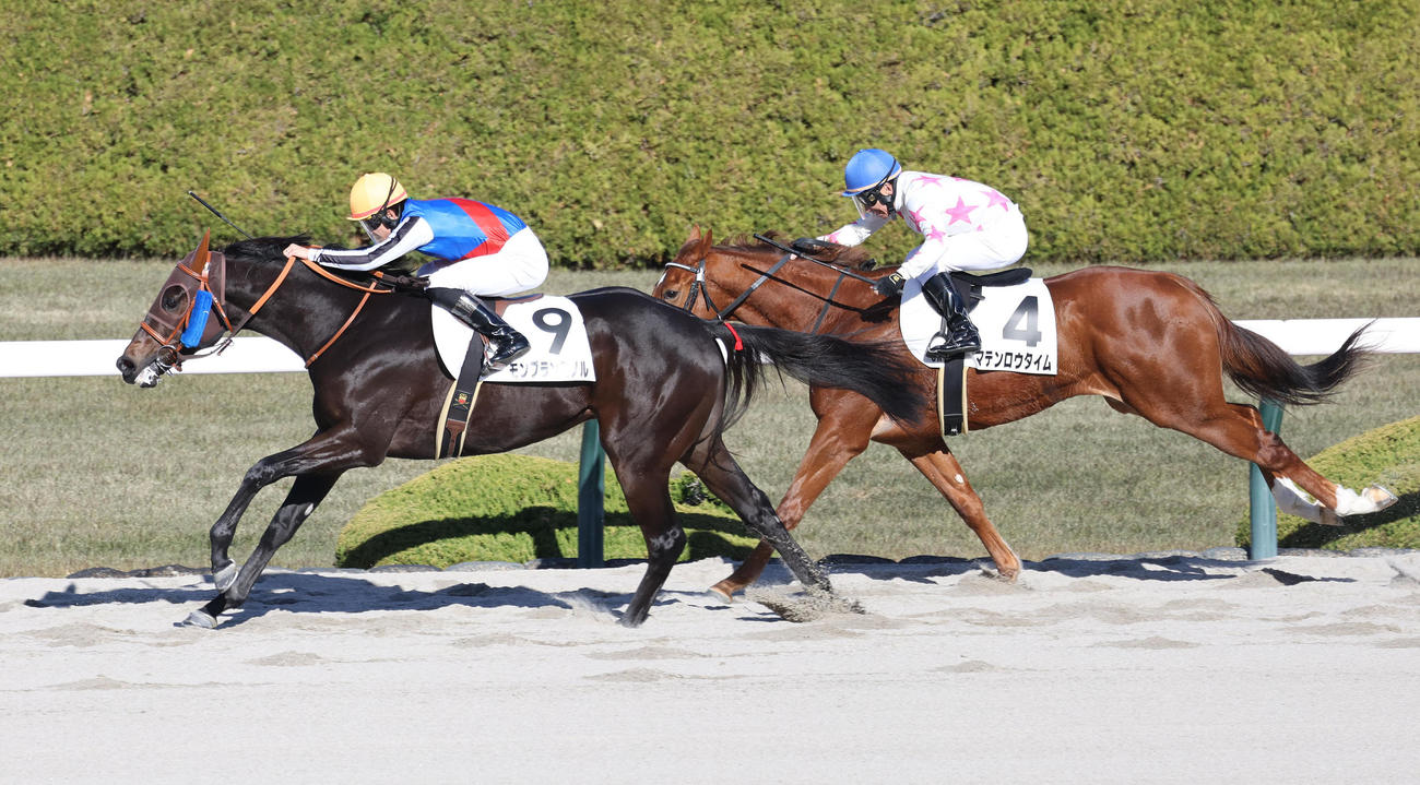 阪神6R、直線抜け出して新馬戦を制したモンブランミノル（左）（撮影・白石智彦）