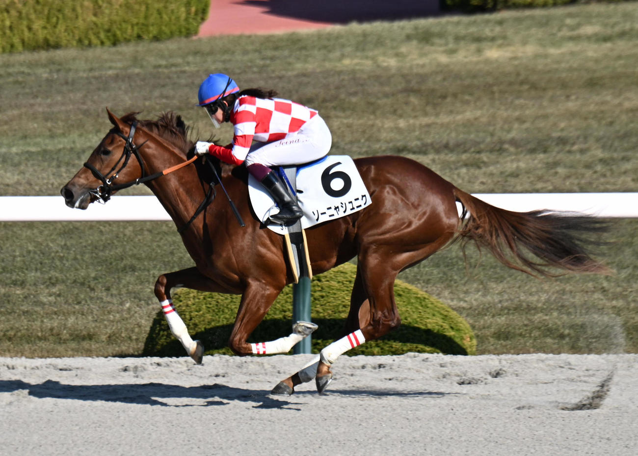 阪神3R　2歳未勝利　ソーニャシュニク騎乗の今村騎手が20歳初勝利を挙げた（撮影・和賀正仁）