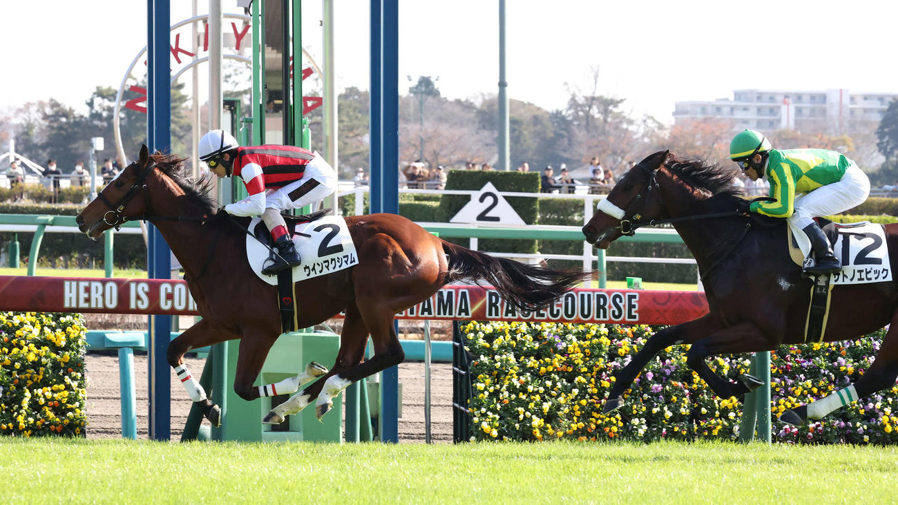 中山3R、2歳未勝利戦を制したウインマクシマムと松岡騎手（撮影・丹羽敏通）