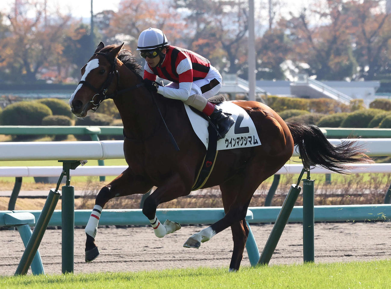 中山3R、2歳未勝利戦を制したウインマクシマムと松岡騎手（撮影・丹羽敏通）