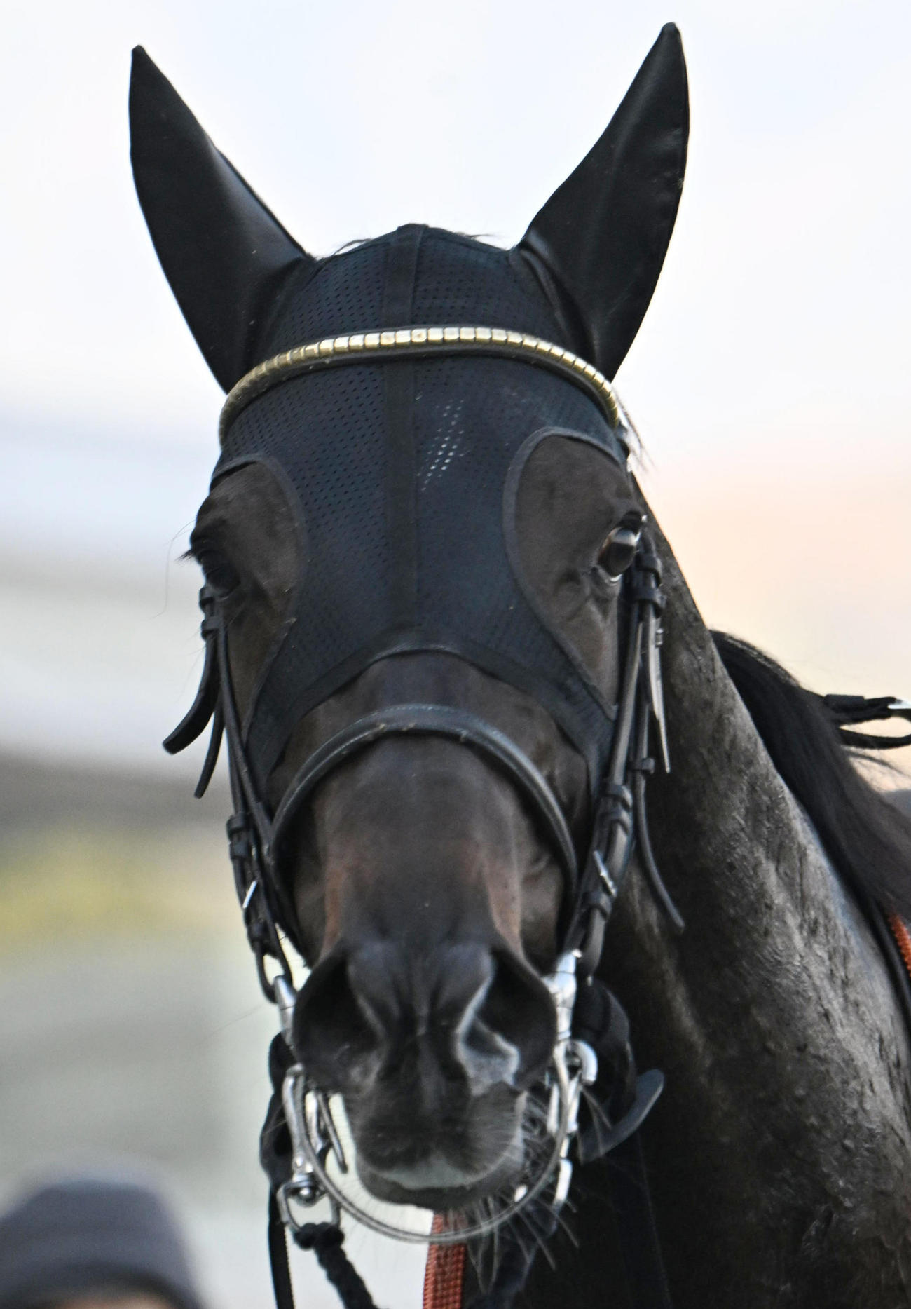阪神5R新馬戦を制したサトノエンパイア（撮影・和賀正仁）