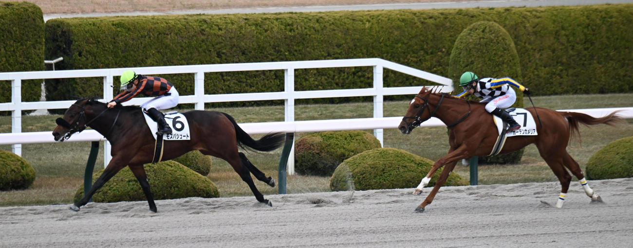 阪神6R、新馬戦を快勝するモズパシュート（左）（撮影・和賀正仁）