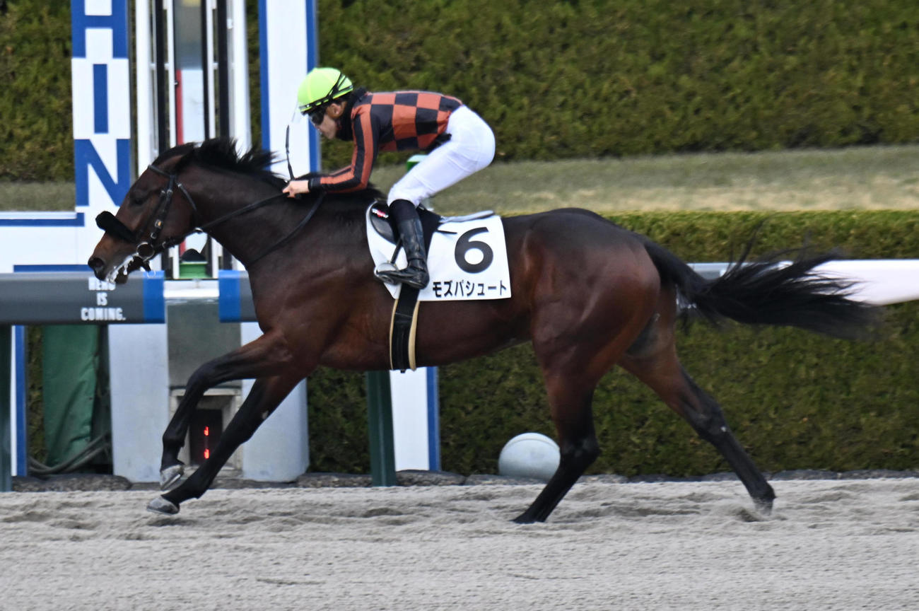 阪神6R、新馬戦を快勝するモズパシュート（撮影・和賀正仁）