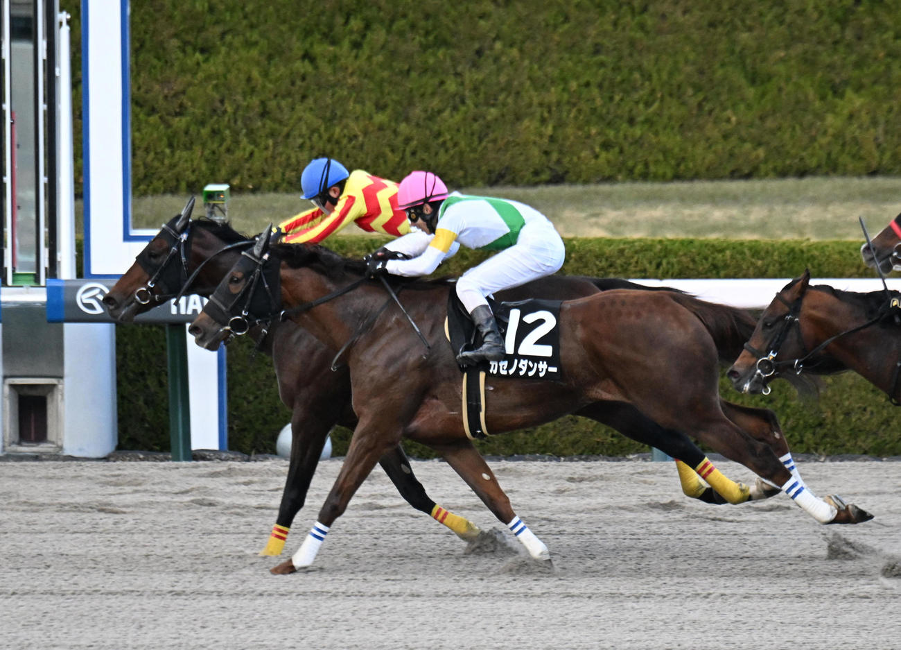 阪神11R、カセノダンサーを振り切りギャラクシーSに勝利するマルモリスペシャル（奥）（撮影・和賀正仁）