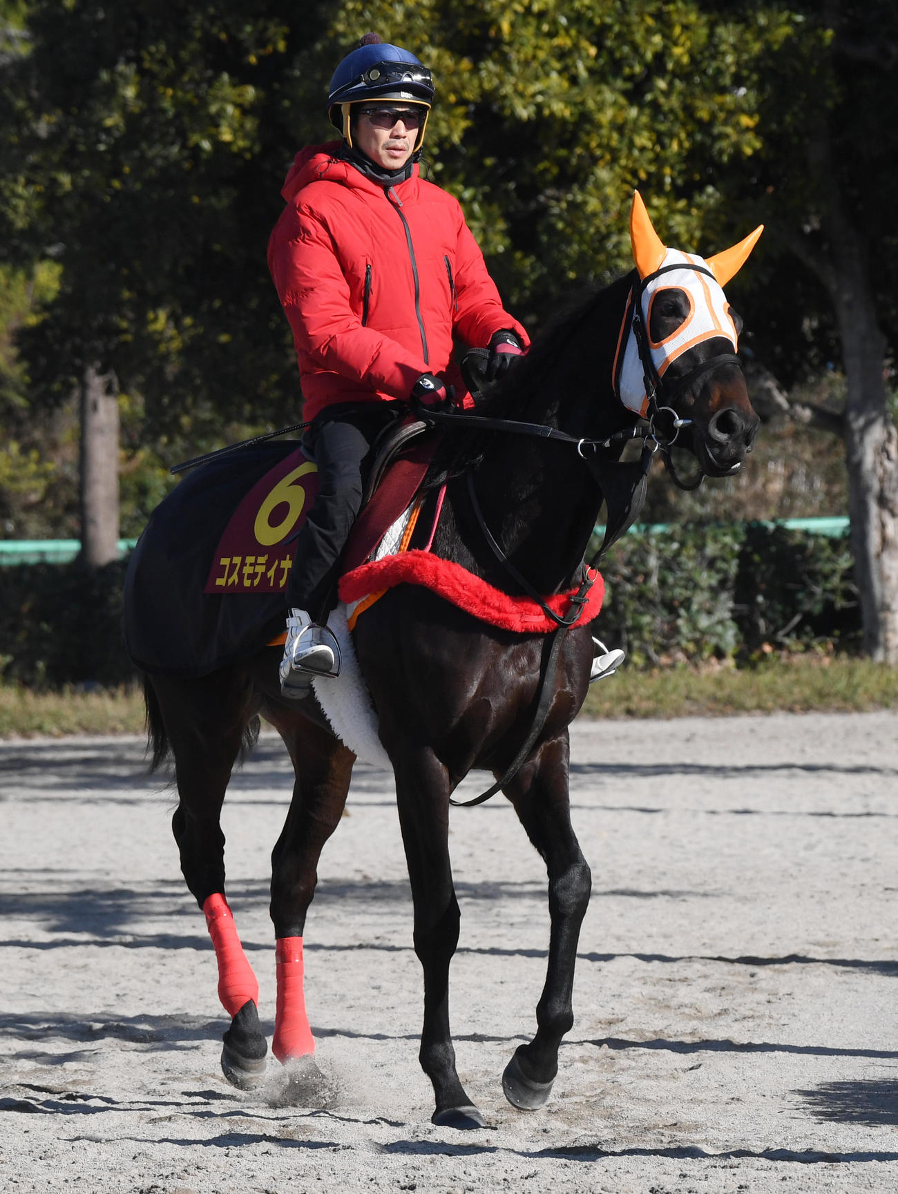 調教に向かうコスモディナーと松岡騎手（2023年11月29日撮影）