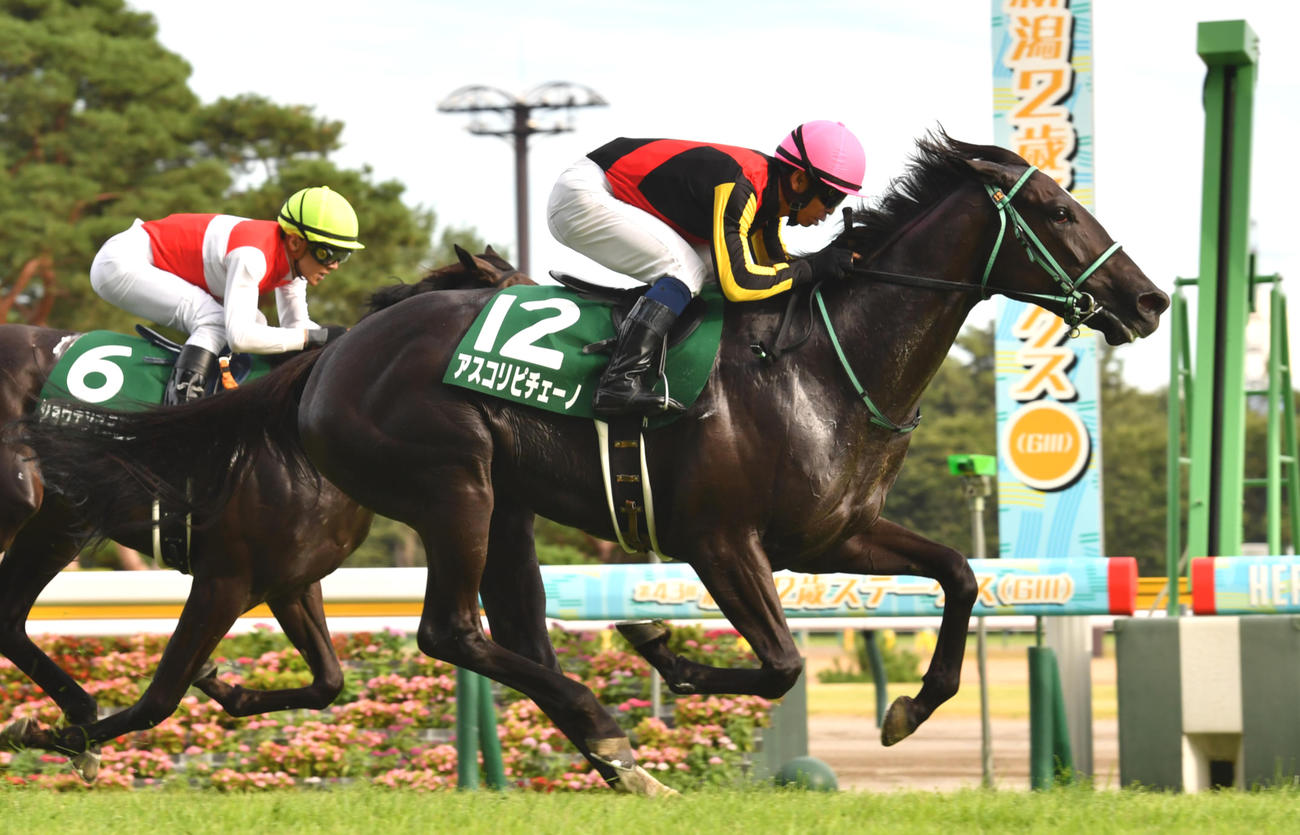 8月27日、新潟2歳Sを制したアスコリピチェーノ