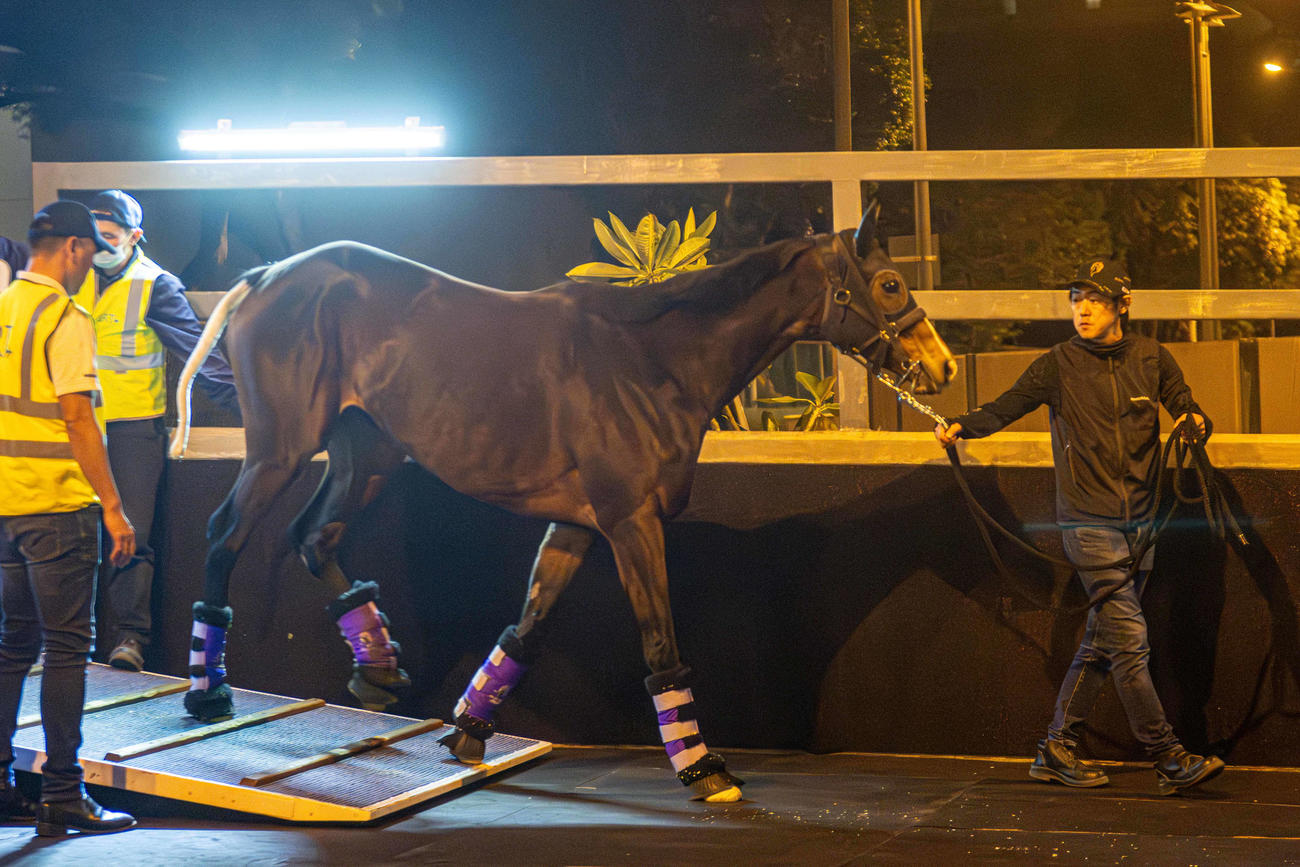 11月30日、シャティン競馬場に到着したディヴィーナ（C）The Hong Kong Jockey Club
