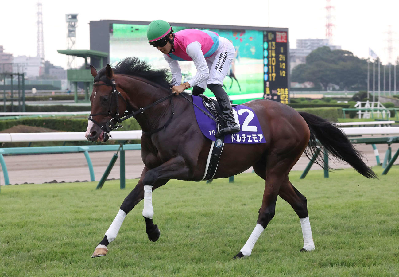 スプリンターズSに出走したドルチェモア（2023年10月1日撮影）
