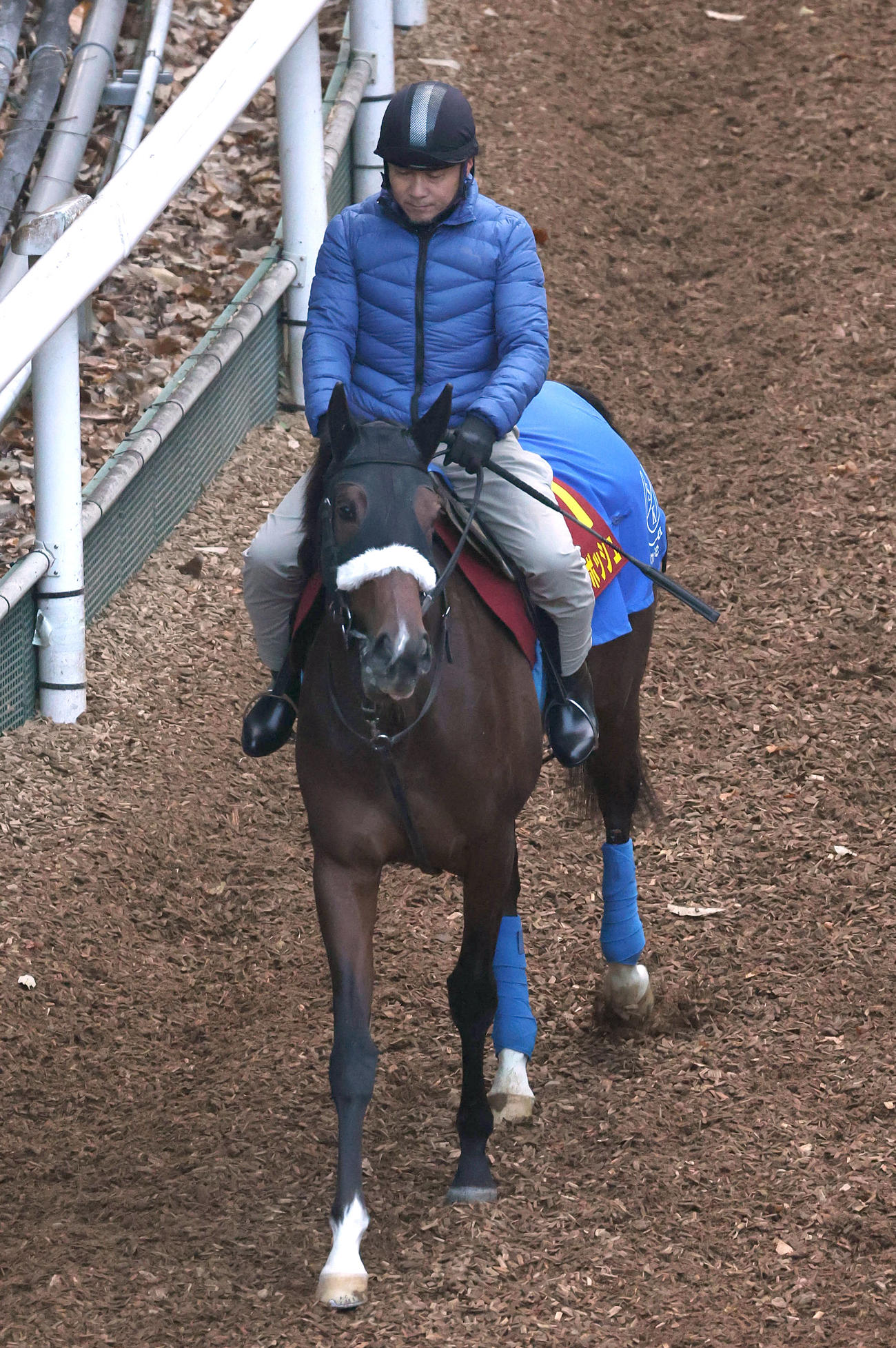 11月30日、馬道で運動するステレンボッシュ
