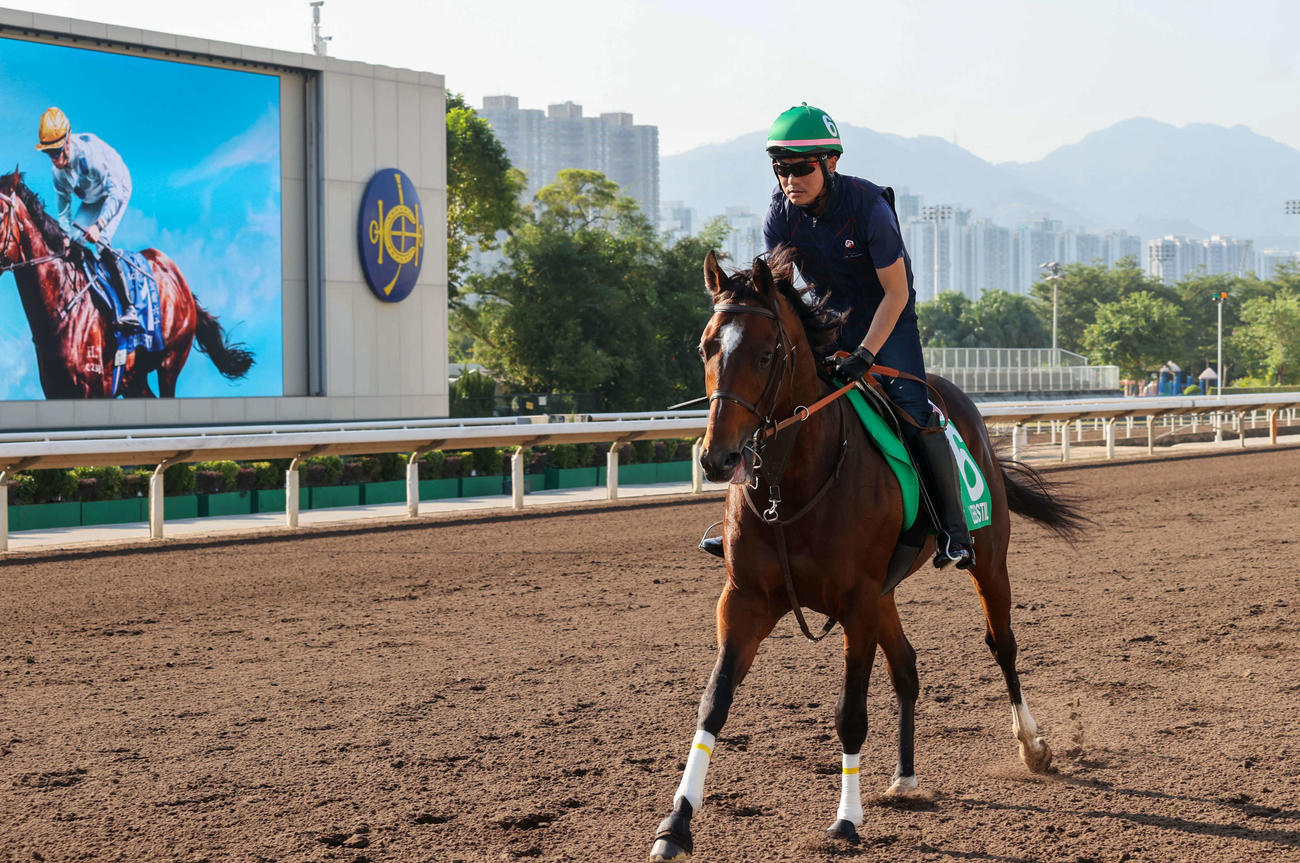 5日、シャティン競馬場で調整するレーベンスティール（C）The Hong Kong Jockey Club