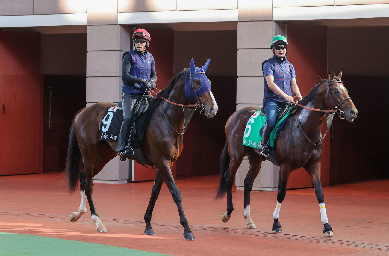 シャティン競馬場のパドックでスクーリングを行うローシャムパーク（左）とレーベンスティール（C）The Hong Kong Jockey Club