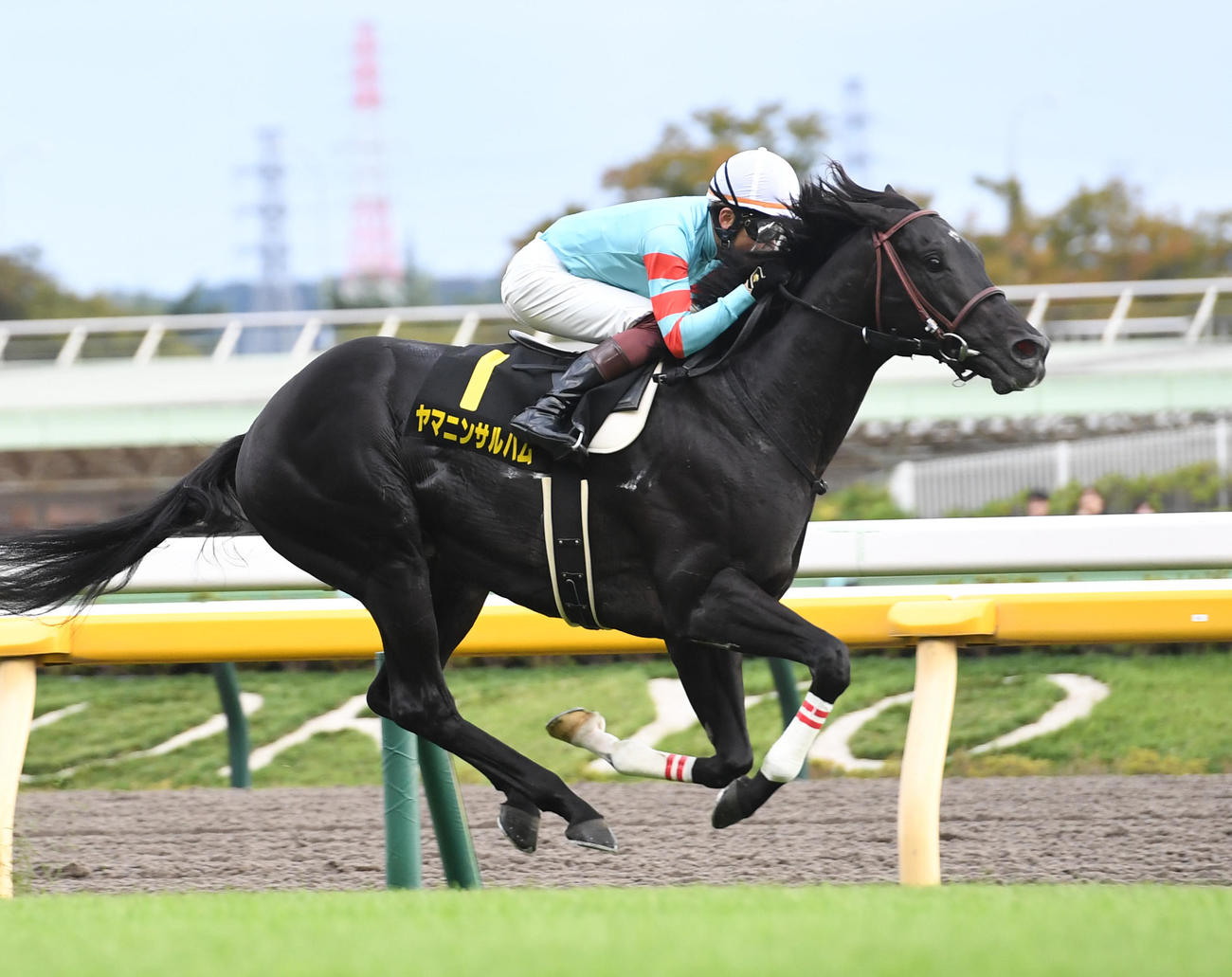 10月15日、オクトーバーSを制したヤマニンサルバム