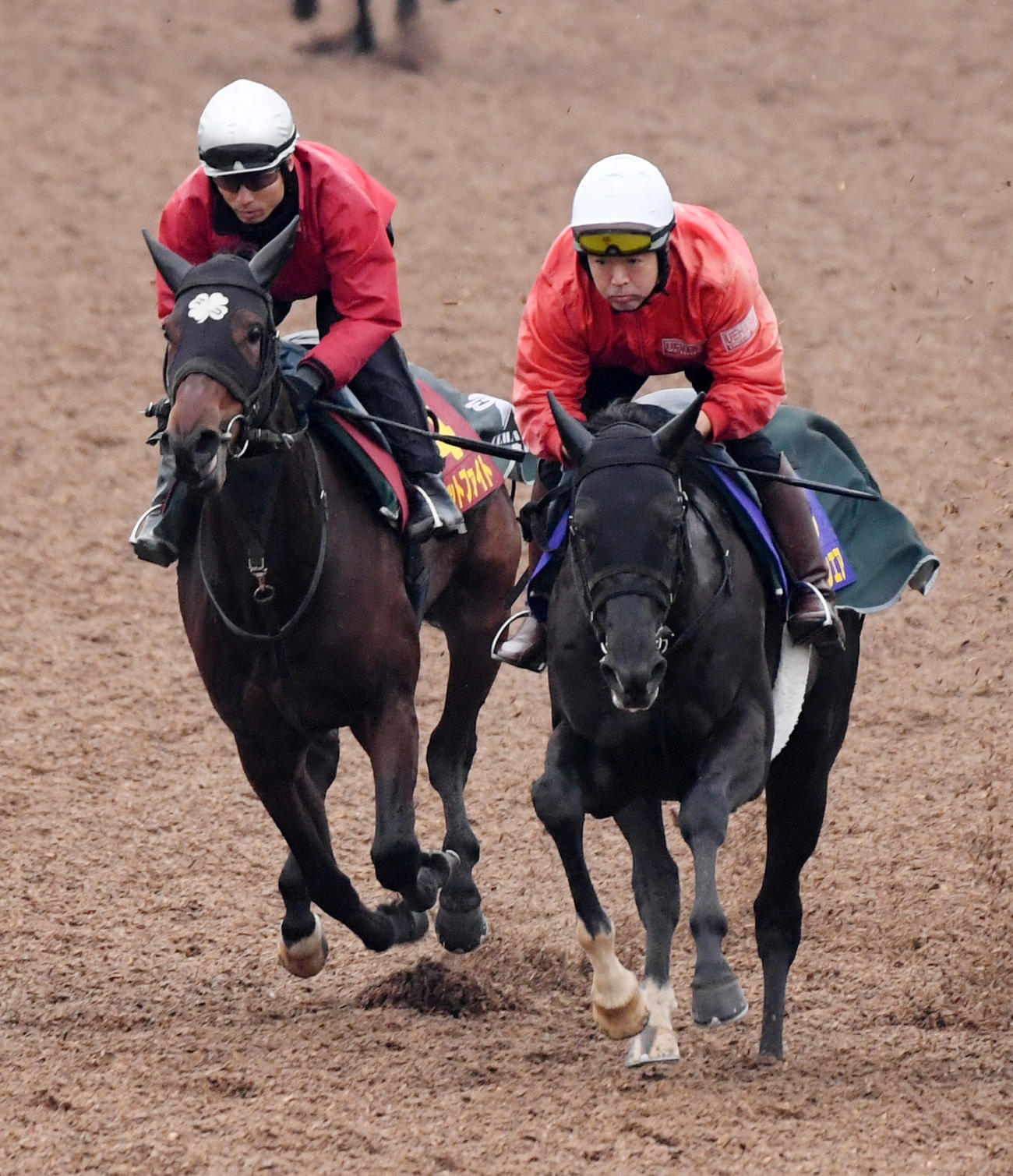 大野騎手を背にキャットファイト（左）はクリーンエアと併せて追い切る（撮影・柴田隆二）