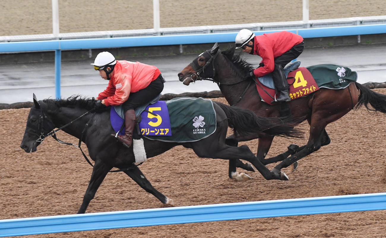 大野騎手を背にキャットファイト（右）はクリーンエアと併せて追い切る（撮影・柴田隆二）