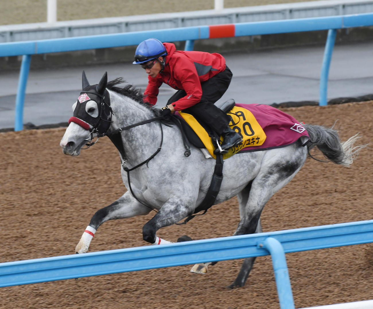 柴田善騎手を背にリュウノユキナはウッドチップで追い切る（撮影・柴田隆二）