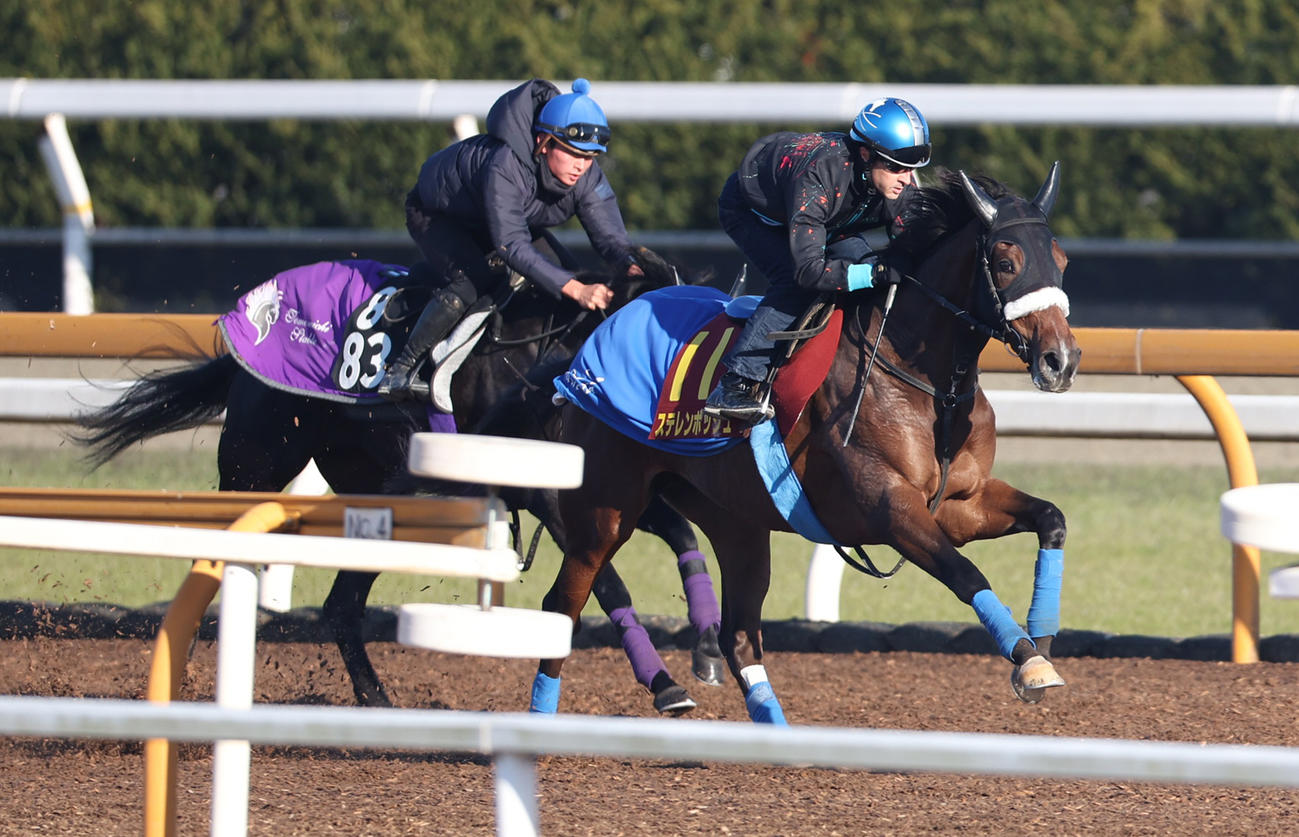 ルメール騎手を背にCウッドにて3頭併せで追い切るステレンボッシュ（右）