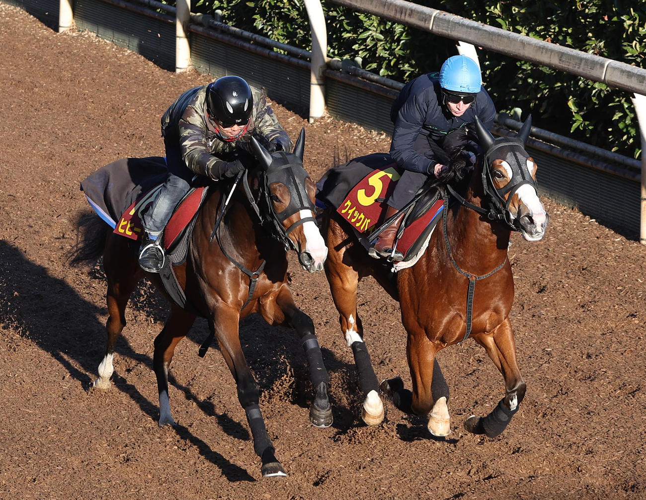 L・モリス騎手を背にヒヒーン（左）と併せ馬で追い切るクイックバイオ（撮影・白石智彦）