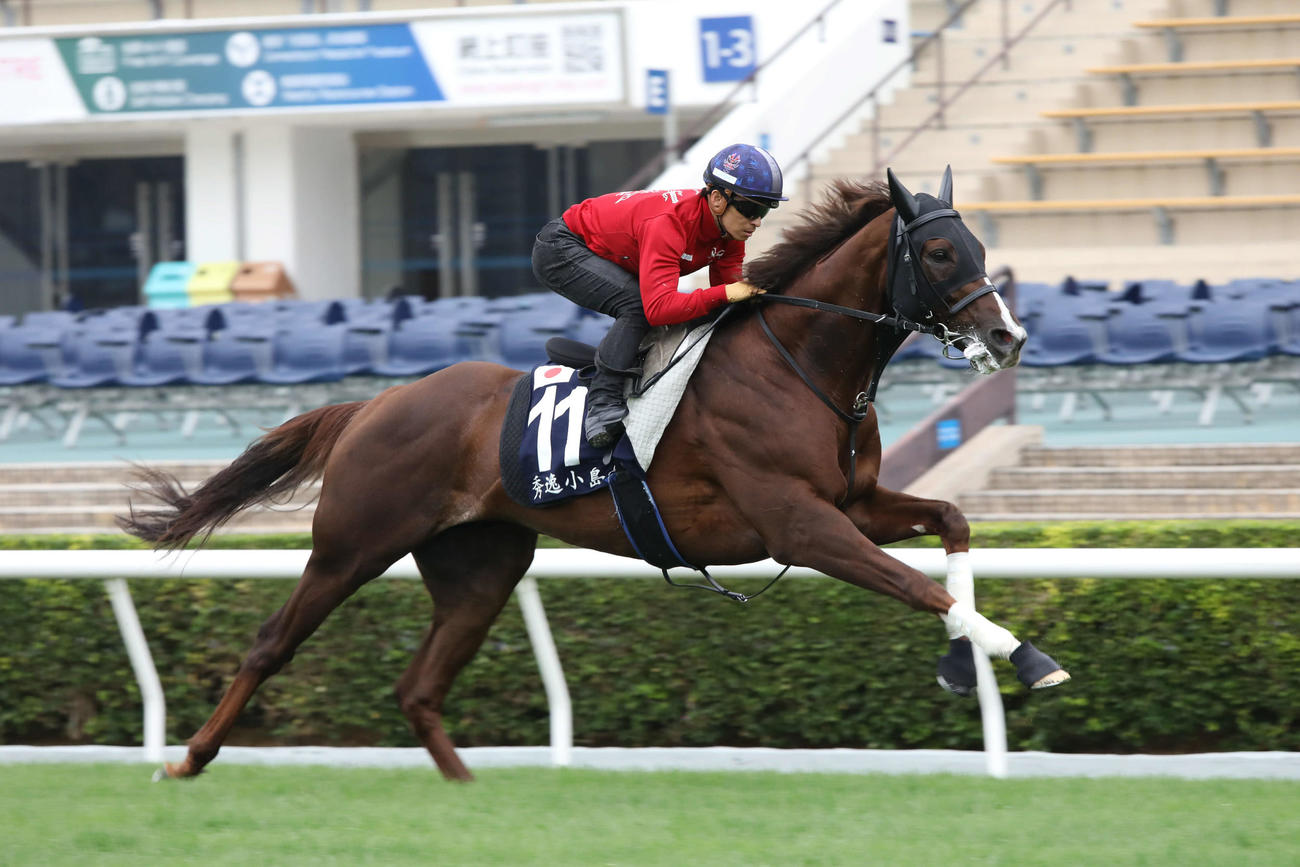 シャティン競馬場で追い切られたセリフォス（C）The Hong Kong Jockey Club