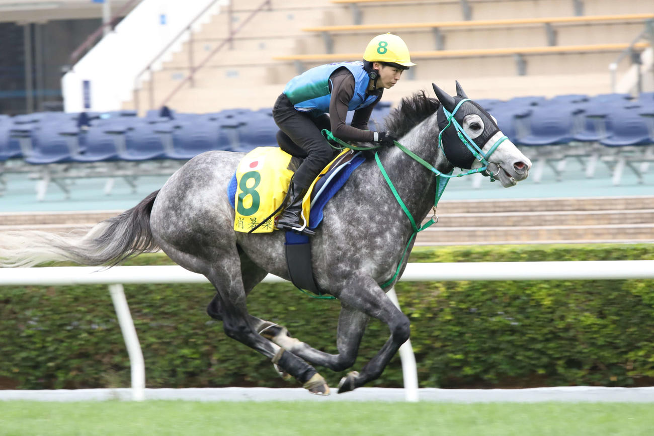 シャティン競馬場で追い切られたマッドクール（C）The Hong Kong Jockey Club