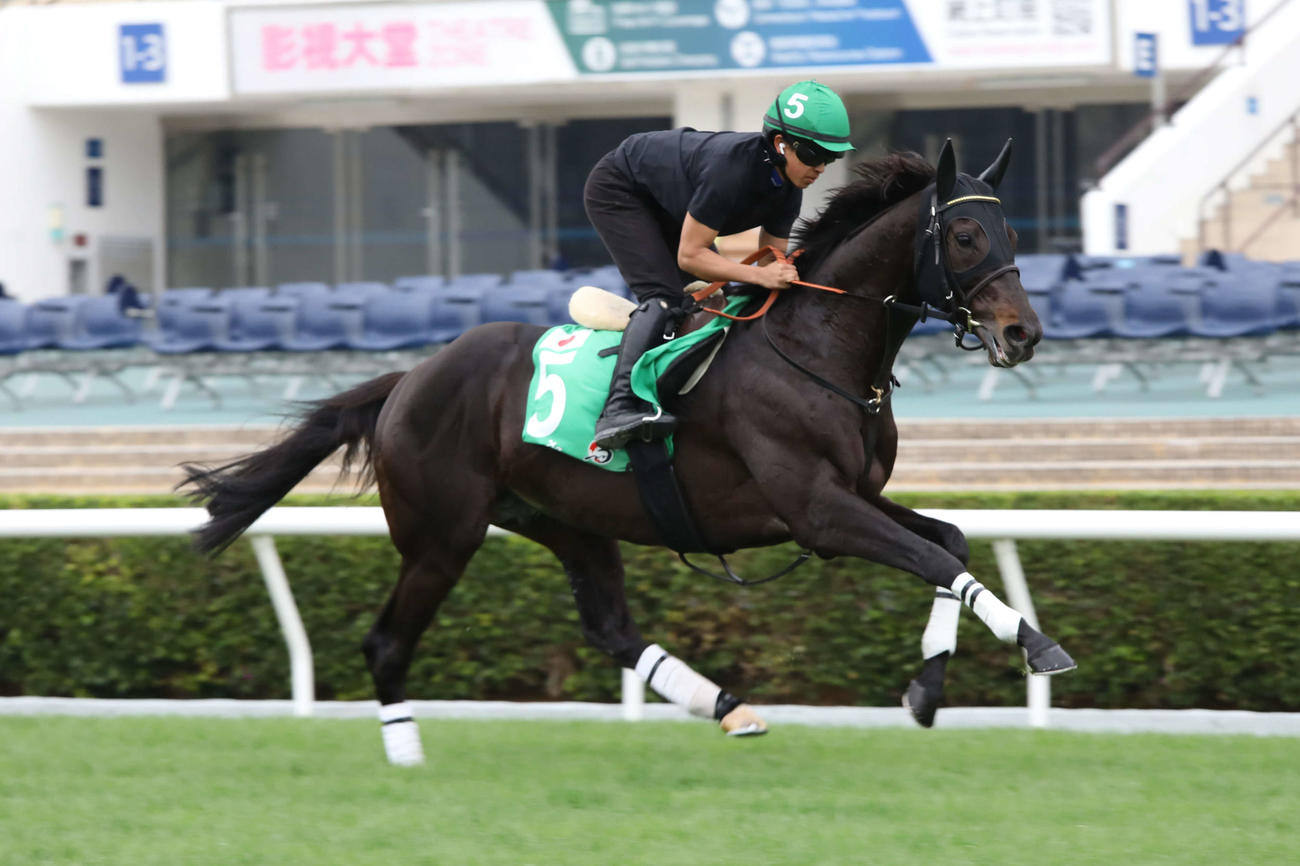 シャティン競馬場で追い切られたシャフリヤール（C）The Hong Kong Jockey Club