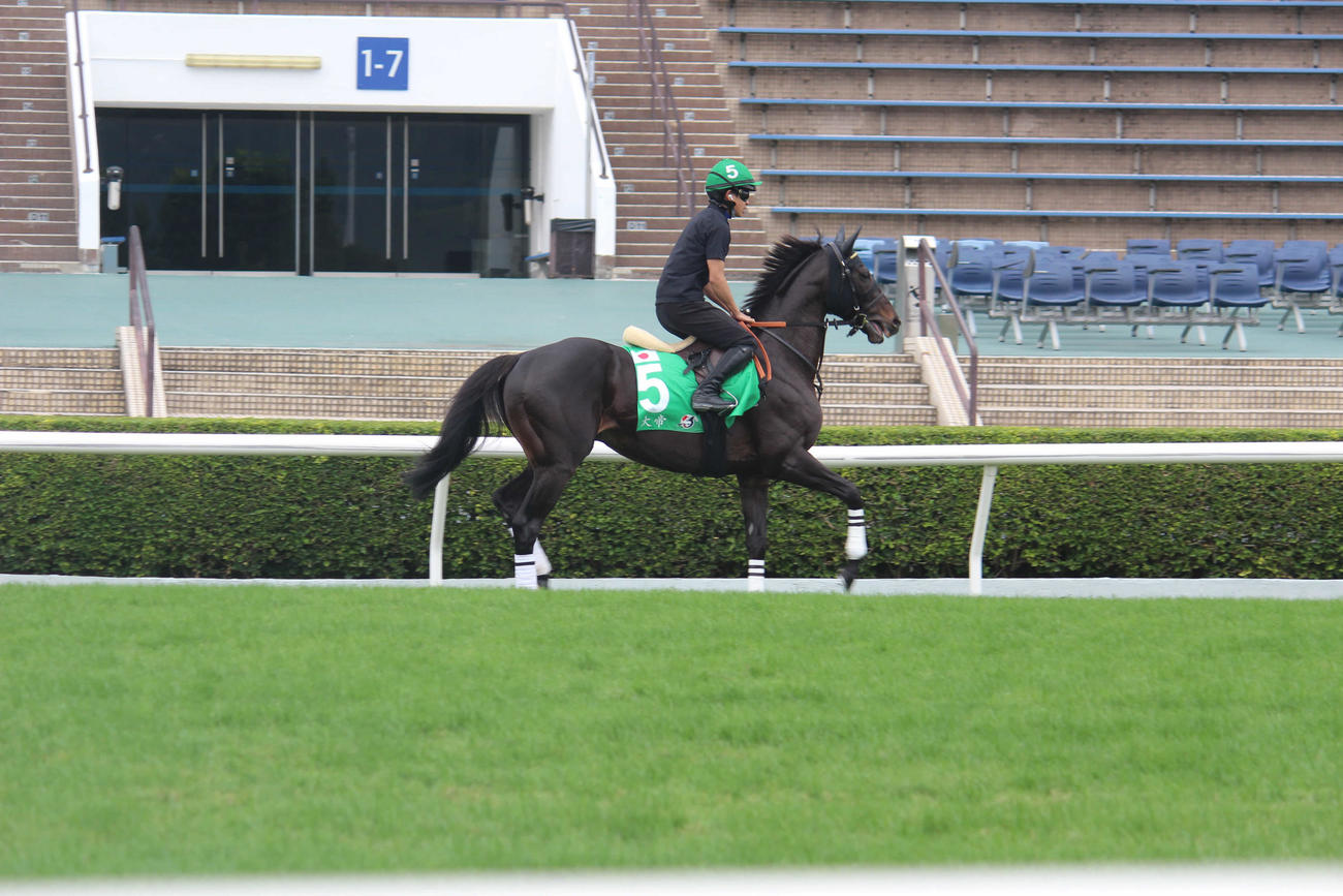 シャティン競馬場芝コースで最終追い切りを行ったシャフリヤール