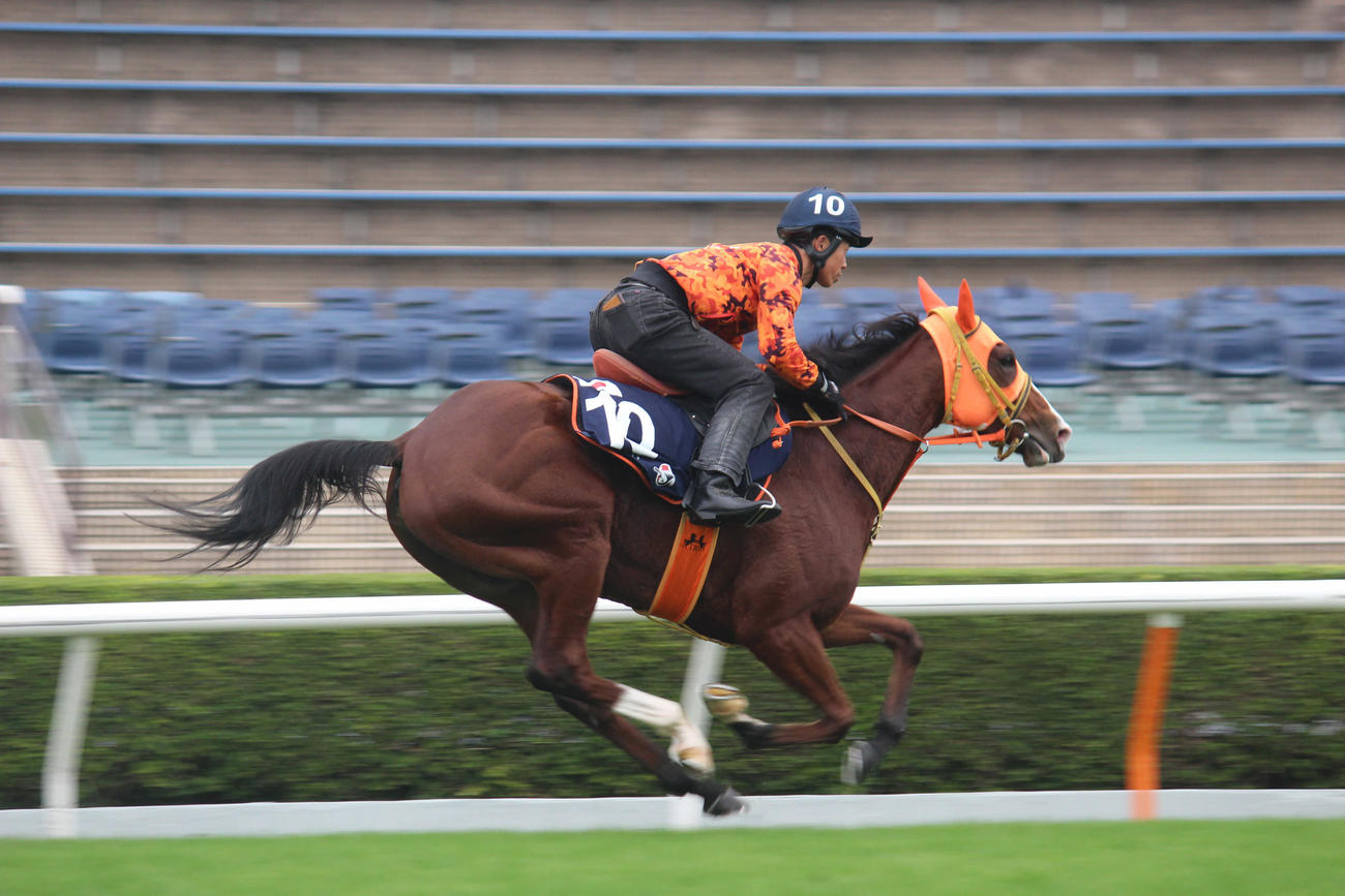 シャティン競馬場で追い切られたナミュール