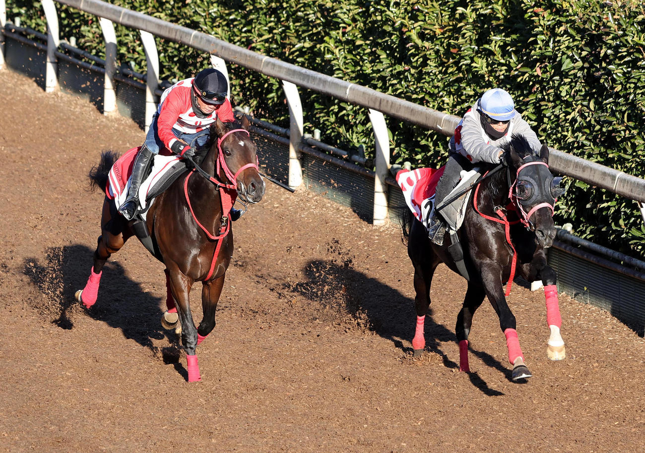 田中健騎手を背にヤマニンサルバム（右）はタッチャブルと併せて追い切られた（撮影・白石智彦）