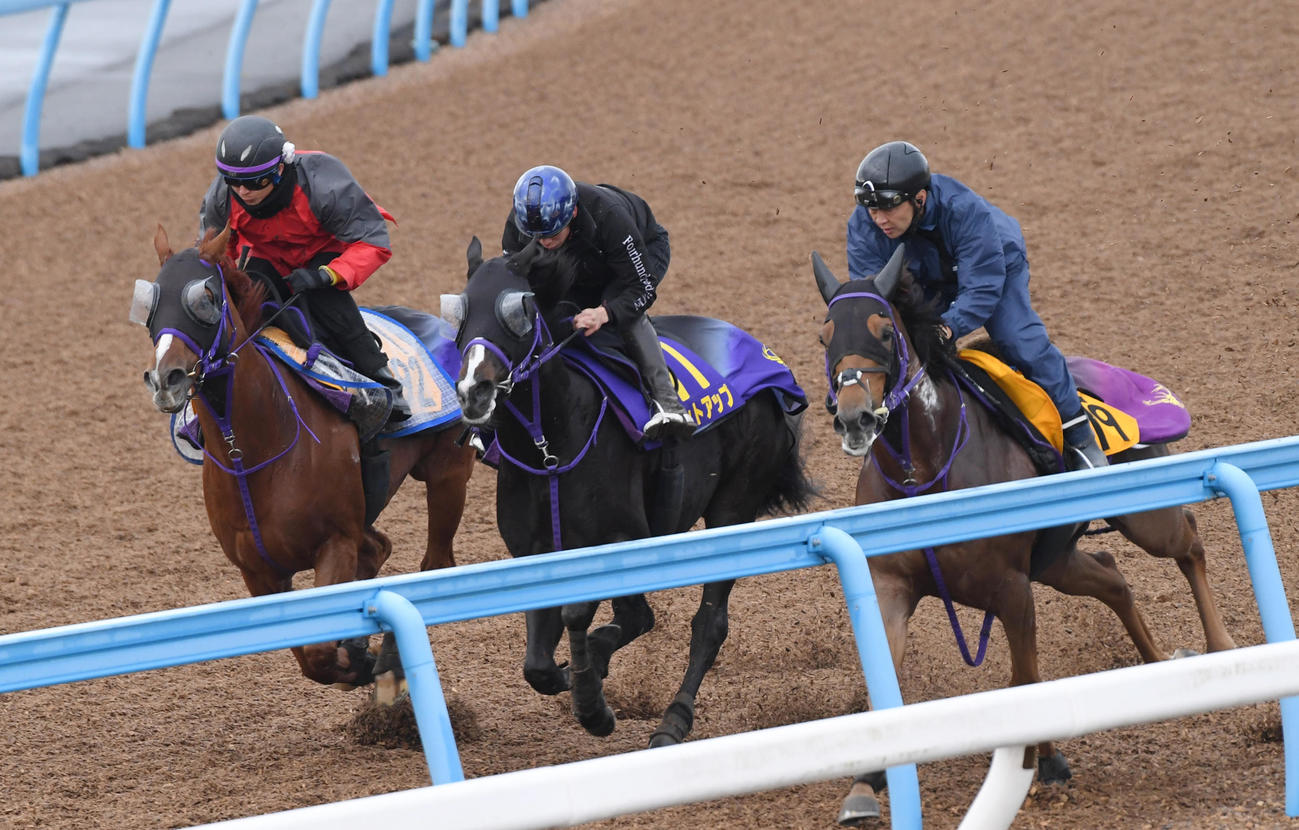 横山武騎手を背にセットアップ（中央）はヴィアメント（左）、ウインシュクランと併せて追い切る（撮影・柴田隆二）