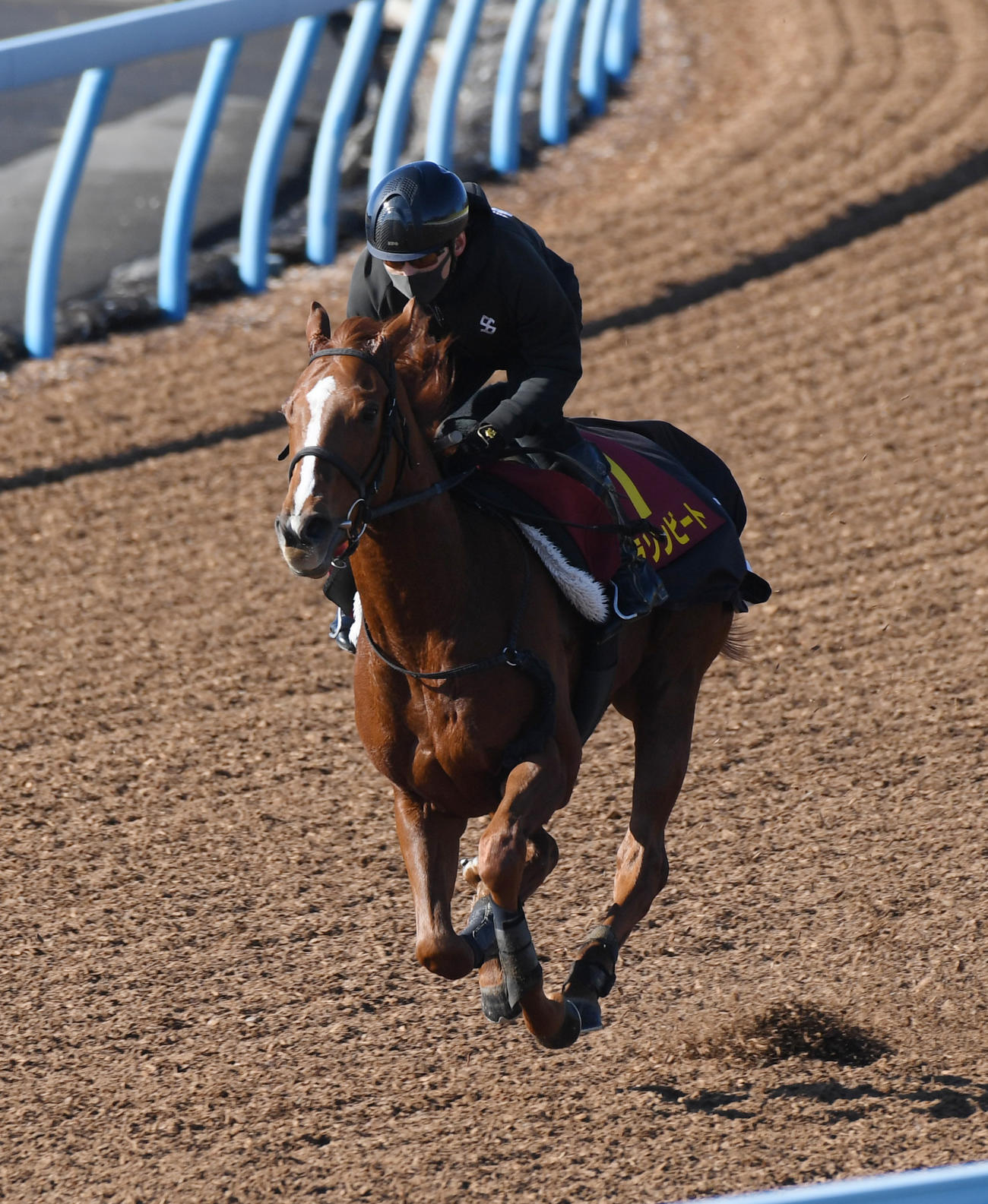美浦ウッドチップで追い切るコラソンビート（撮影・柴田隆二）