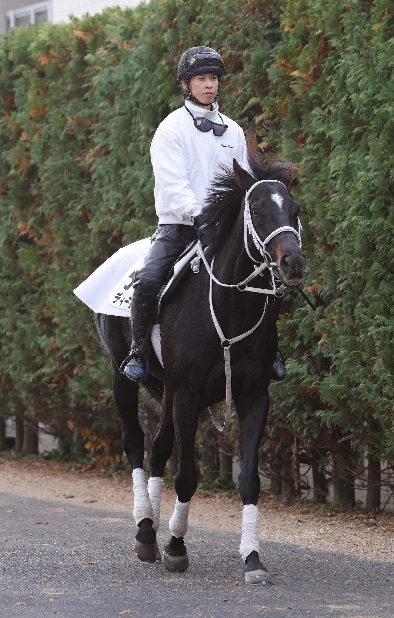 厩舎周りで運動するディープボンド（撮影・白石智彦）