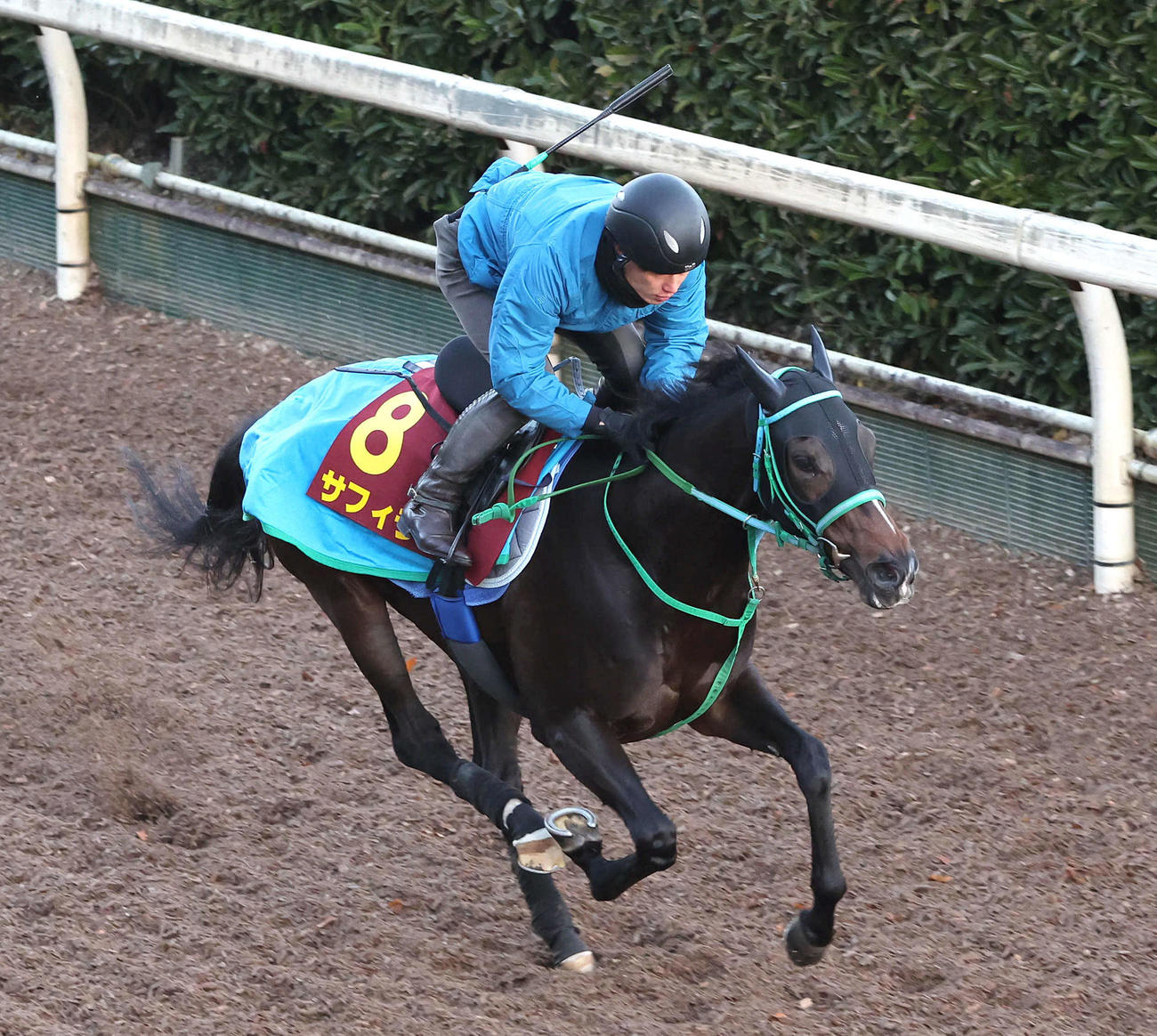 6日、坂路を単走で追い切るサフィラ