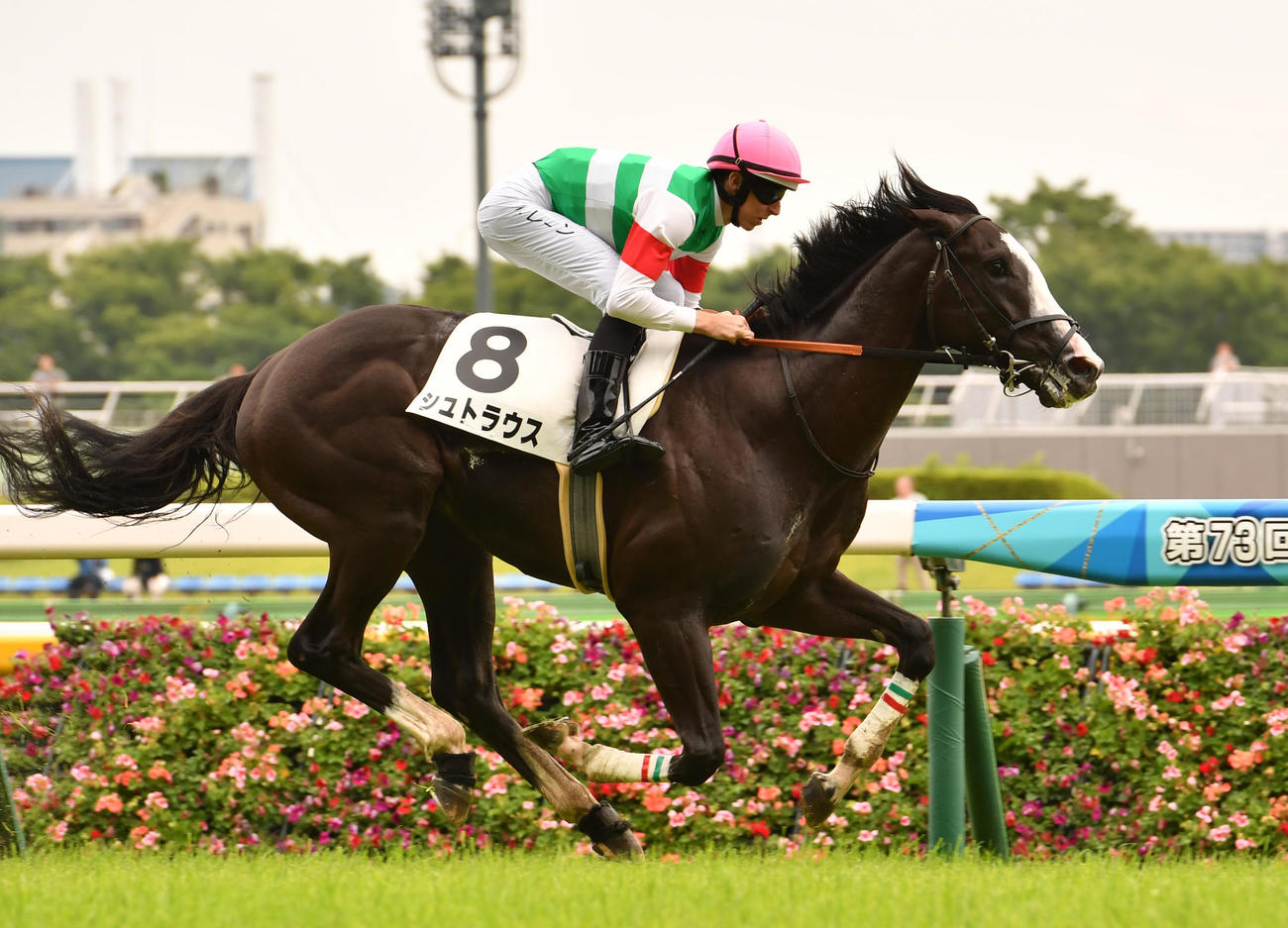 シュトラウス（23年6月撮影）