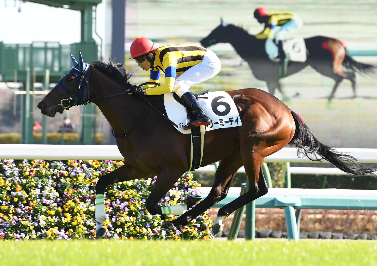中山5R、新馬戦を制したドリーミーデイと田辺騎手（撮影・柴田隆二）