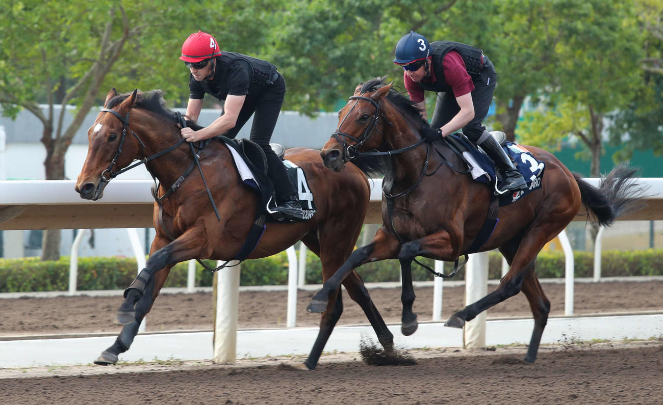 併せ馬を行うルクセンブルク（左）とカイロ（C）The Hong Kong Jockey Club