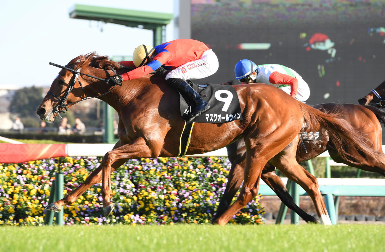 中山9R、黒松賞を制したマスクオールウィン（手前）（撮影・柴田隆二）