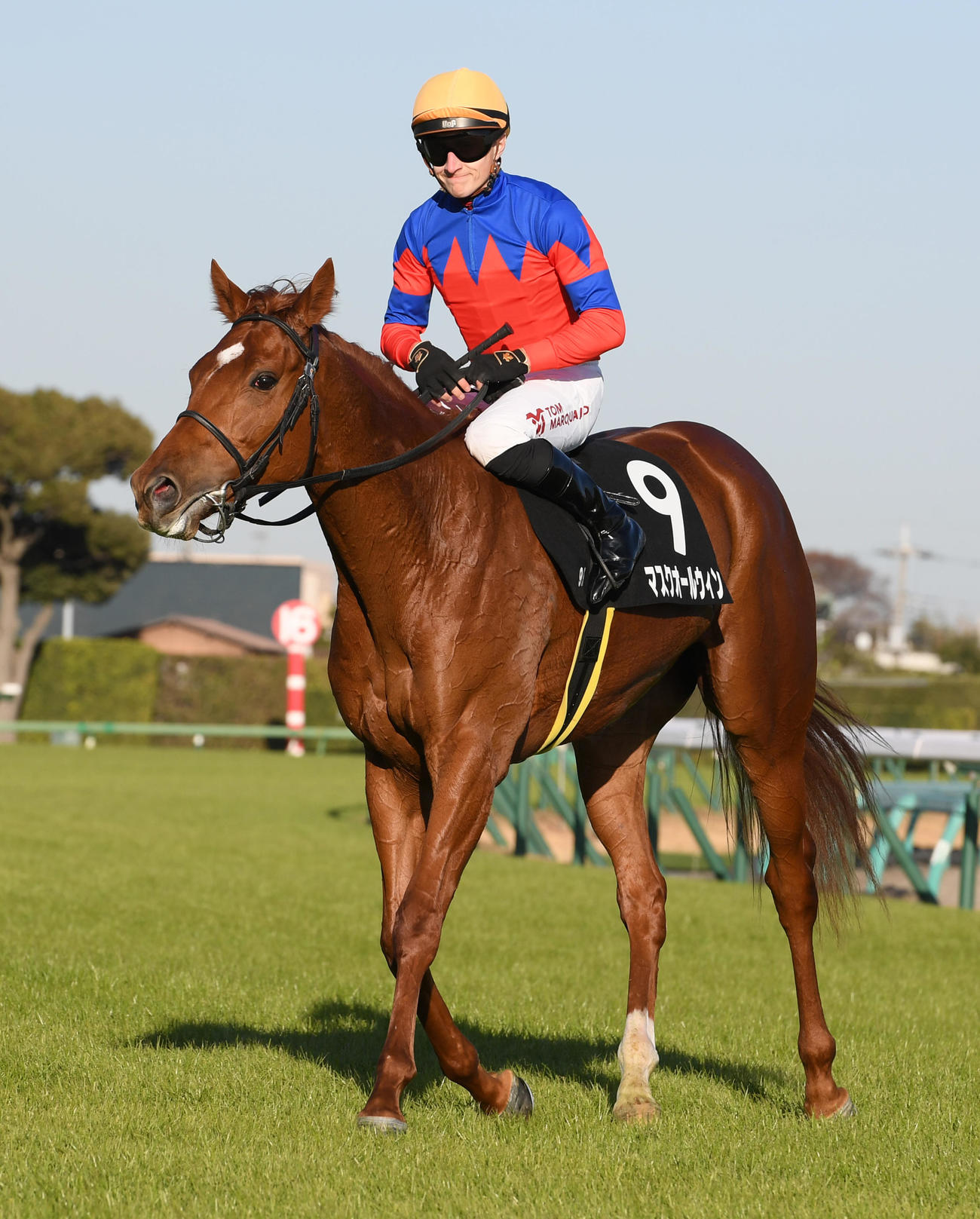 中山9R、黒松賞を制したマスクオールウィンとマーカンド騎手（撮影・柴田隆二）